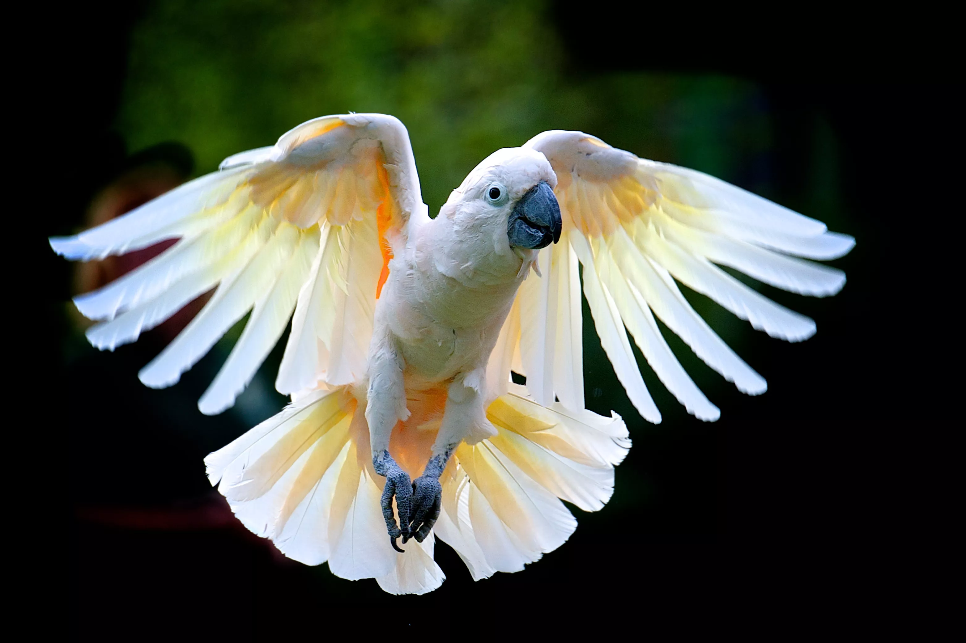 Cockatoo