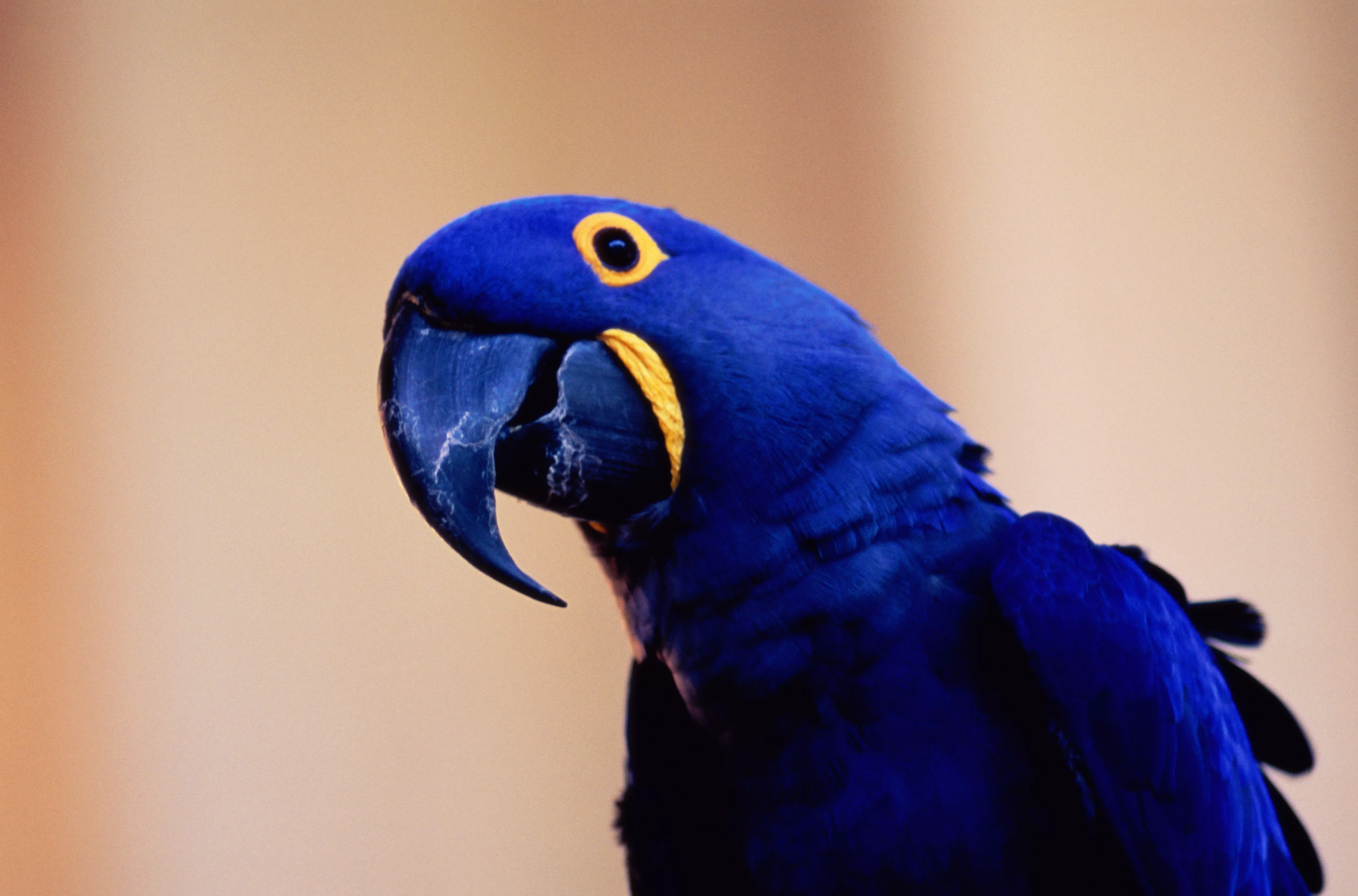 Blue hyacinth macaw