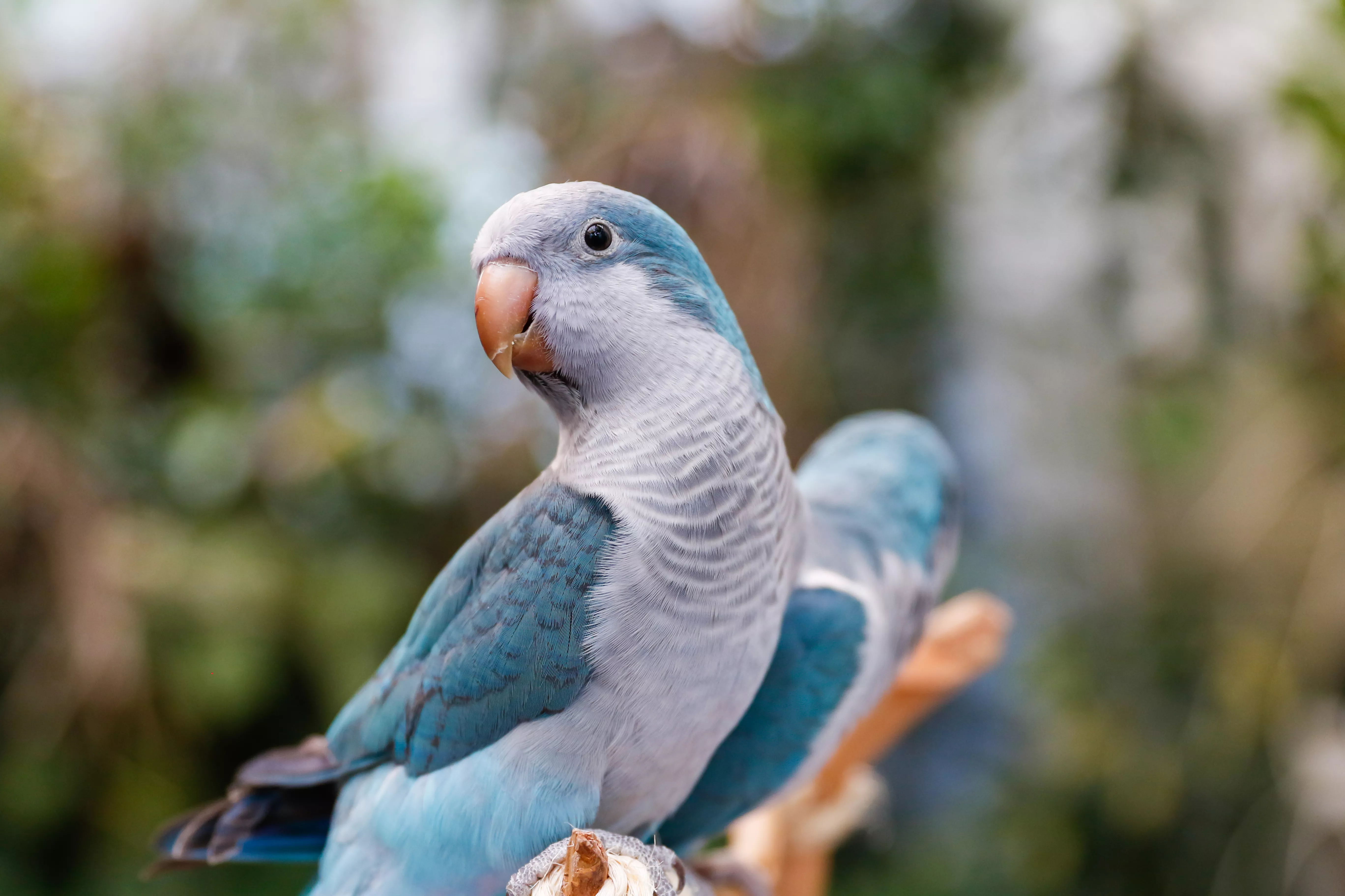 A blue monk parakeet, or quaker parrot, in an aviary