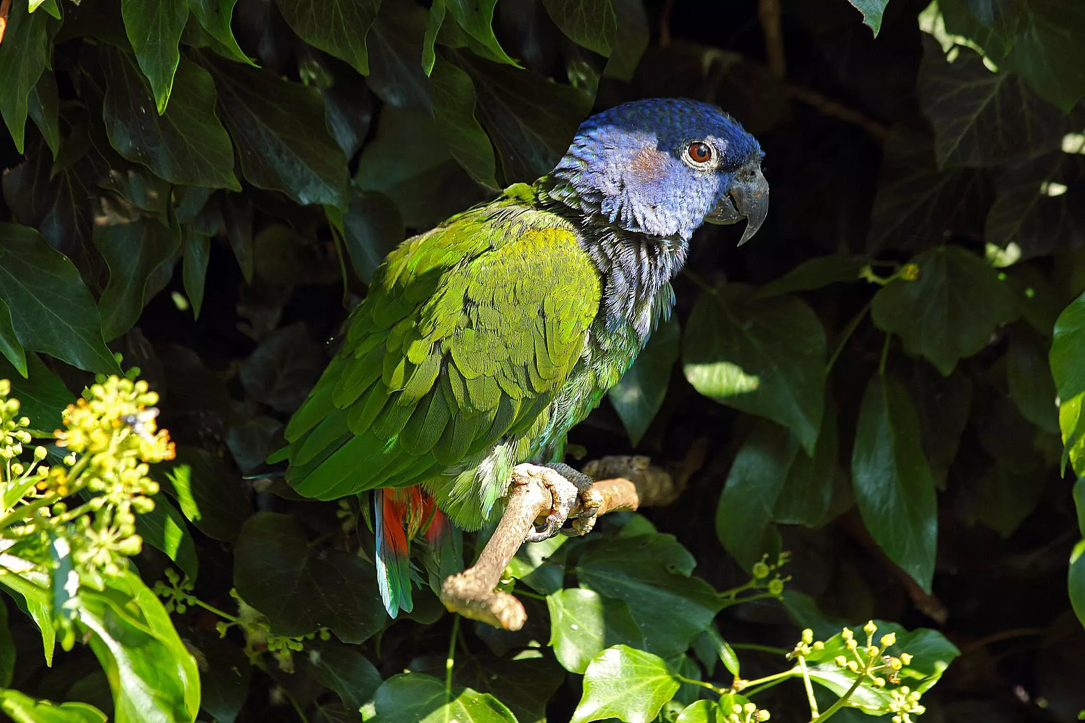 Blue-headed pionus in a tree
