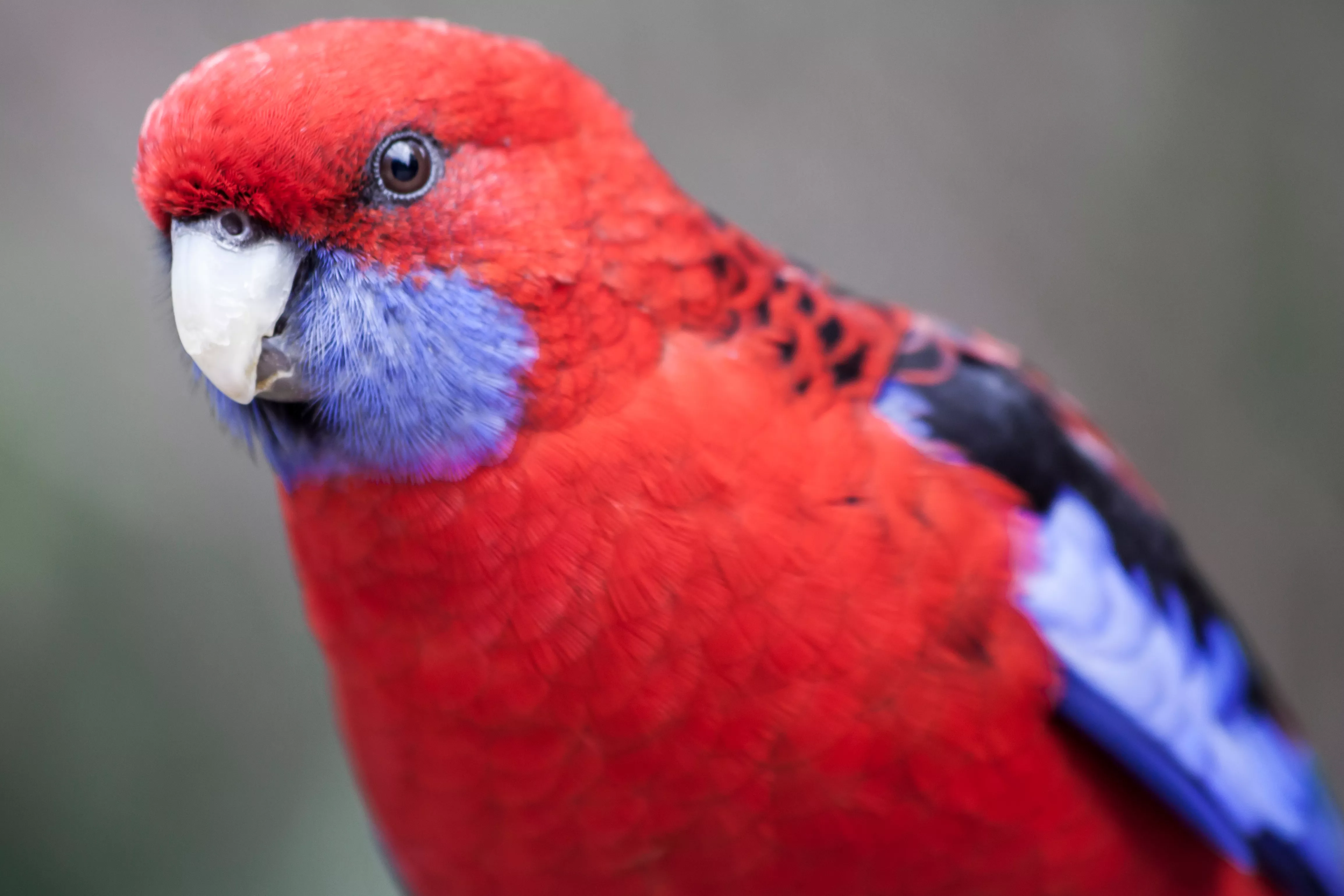Crimson rosella