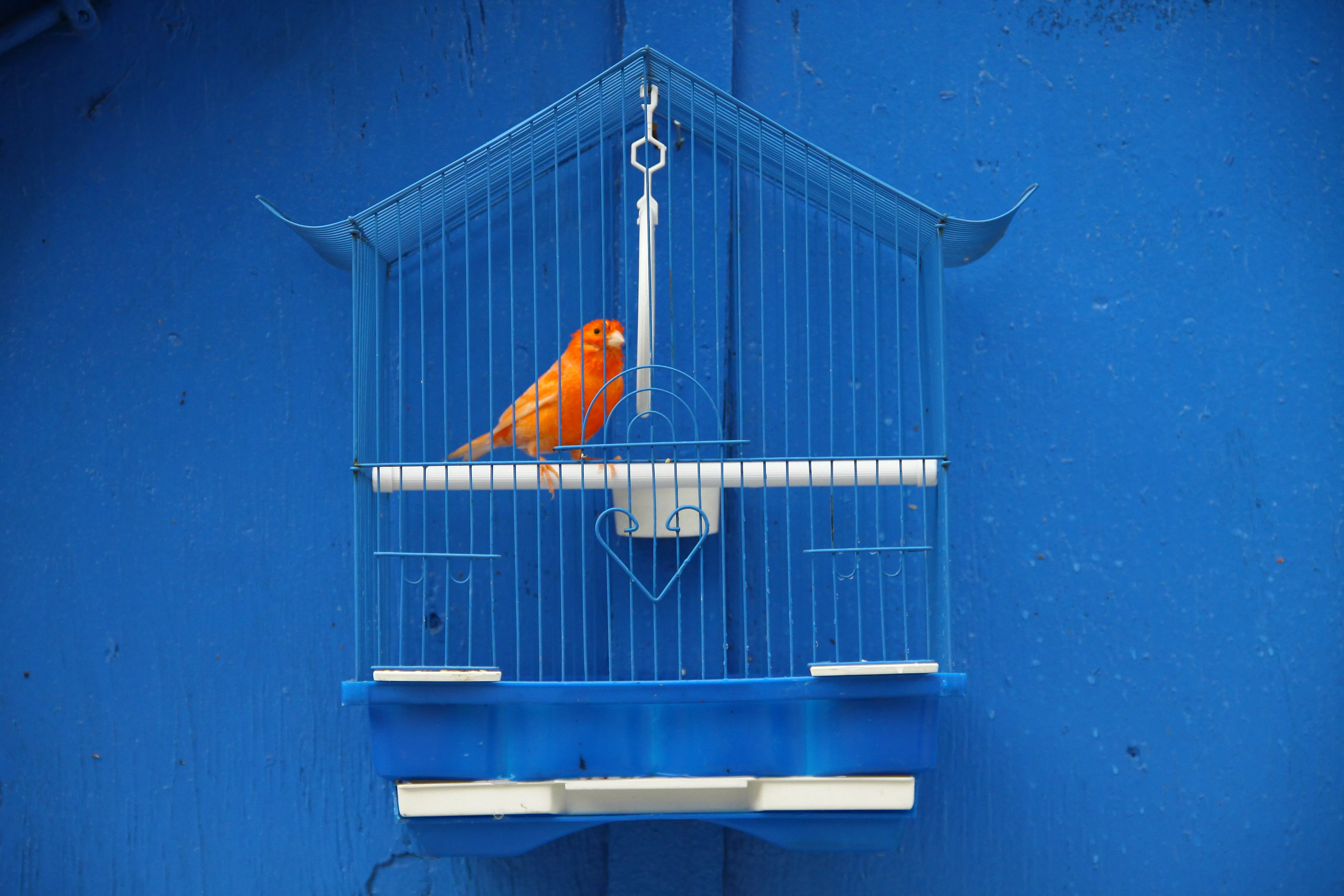 red canary in blue cage against blue wall