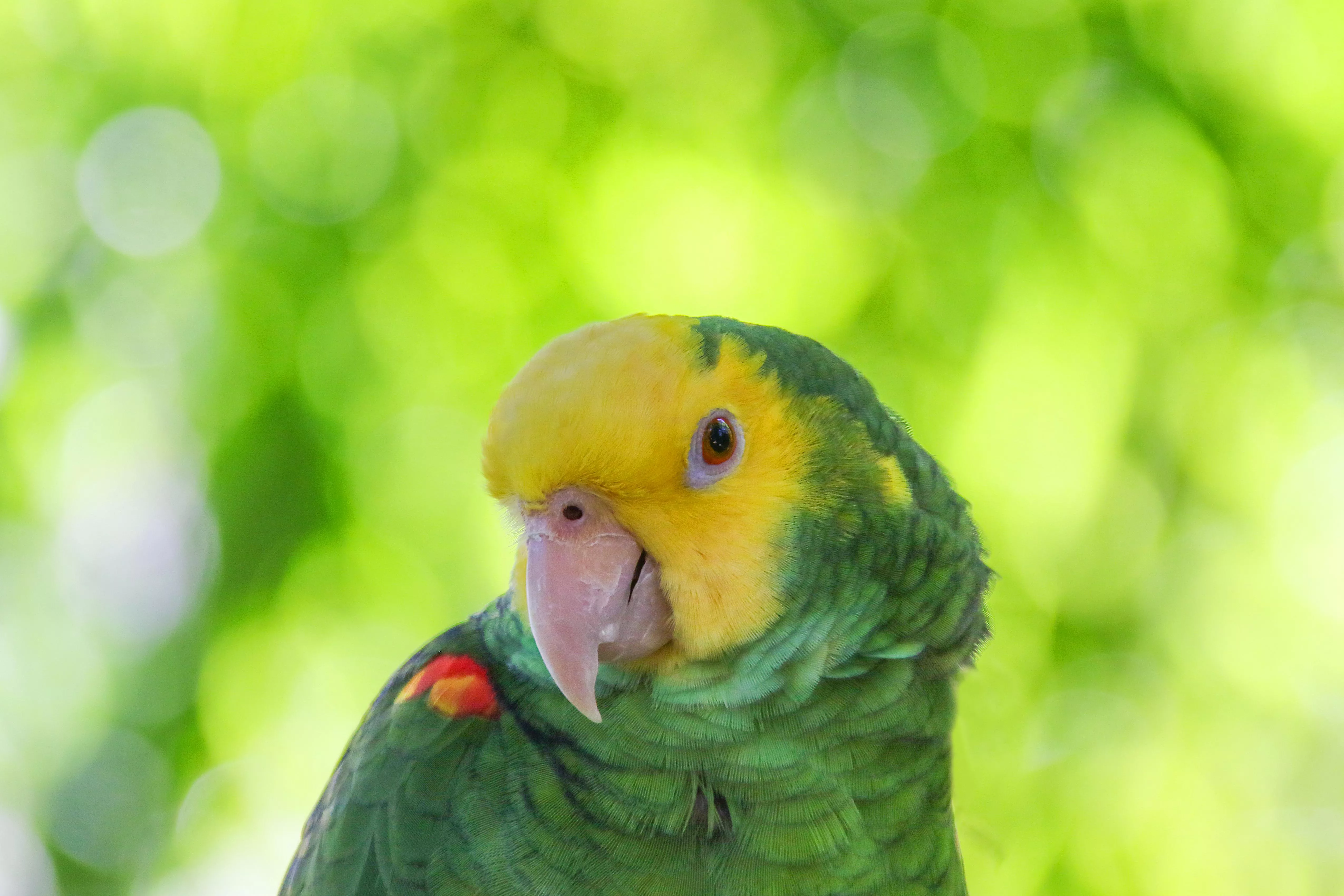 Double yellow-headed Amazon