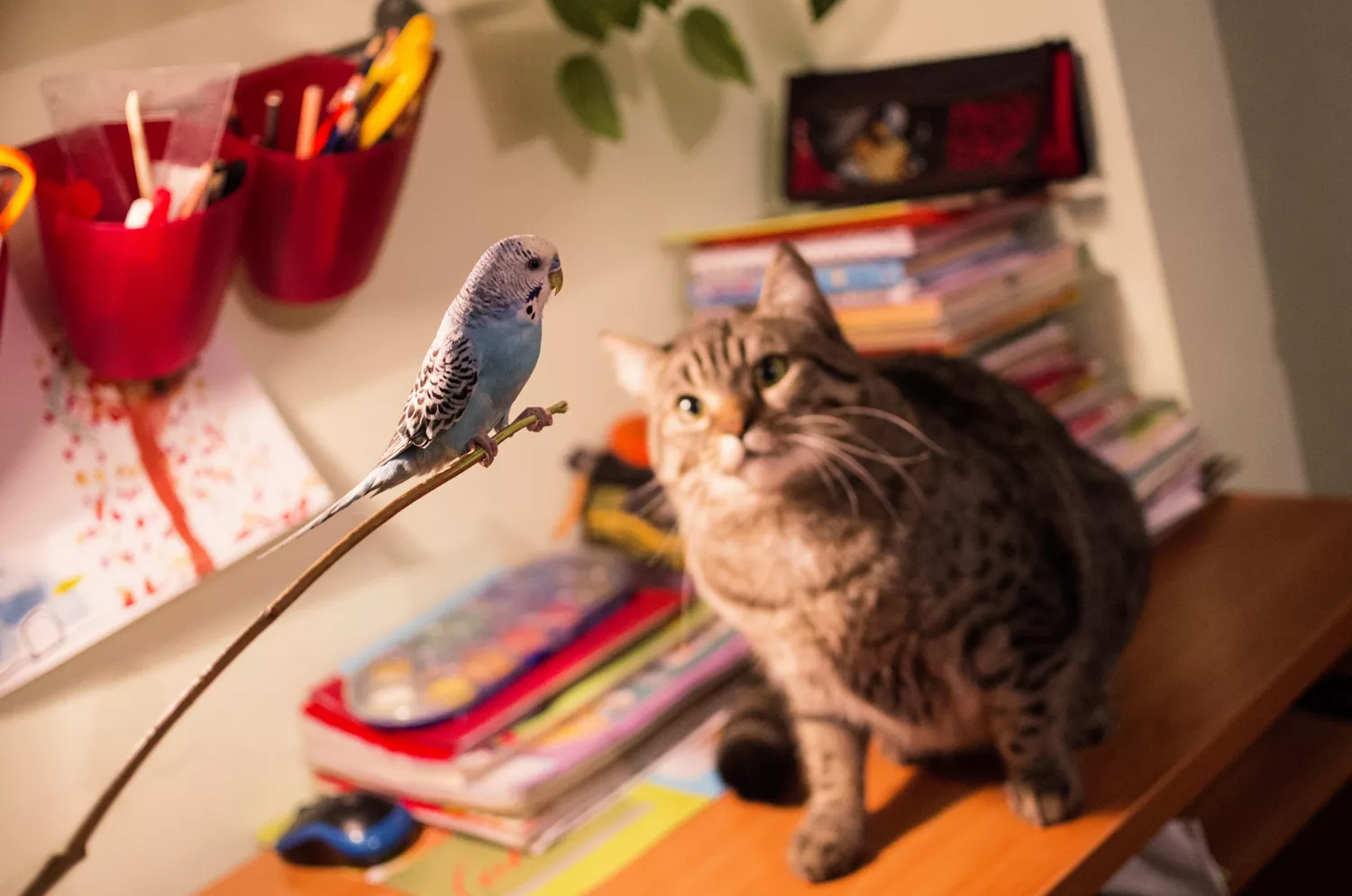 Can Cats and Birds Live Together? — care guide