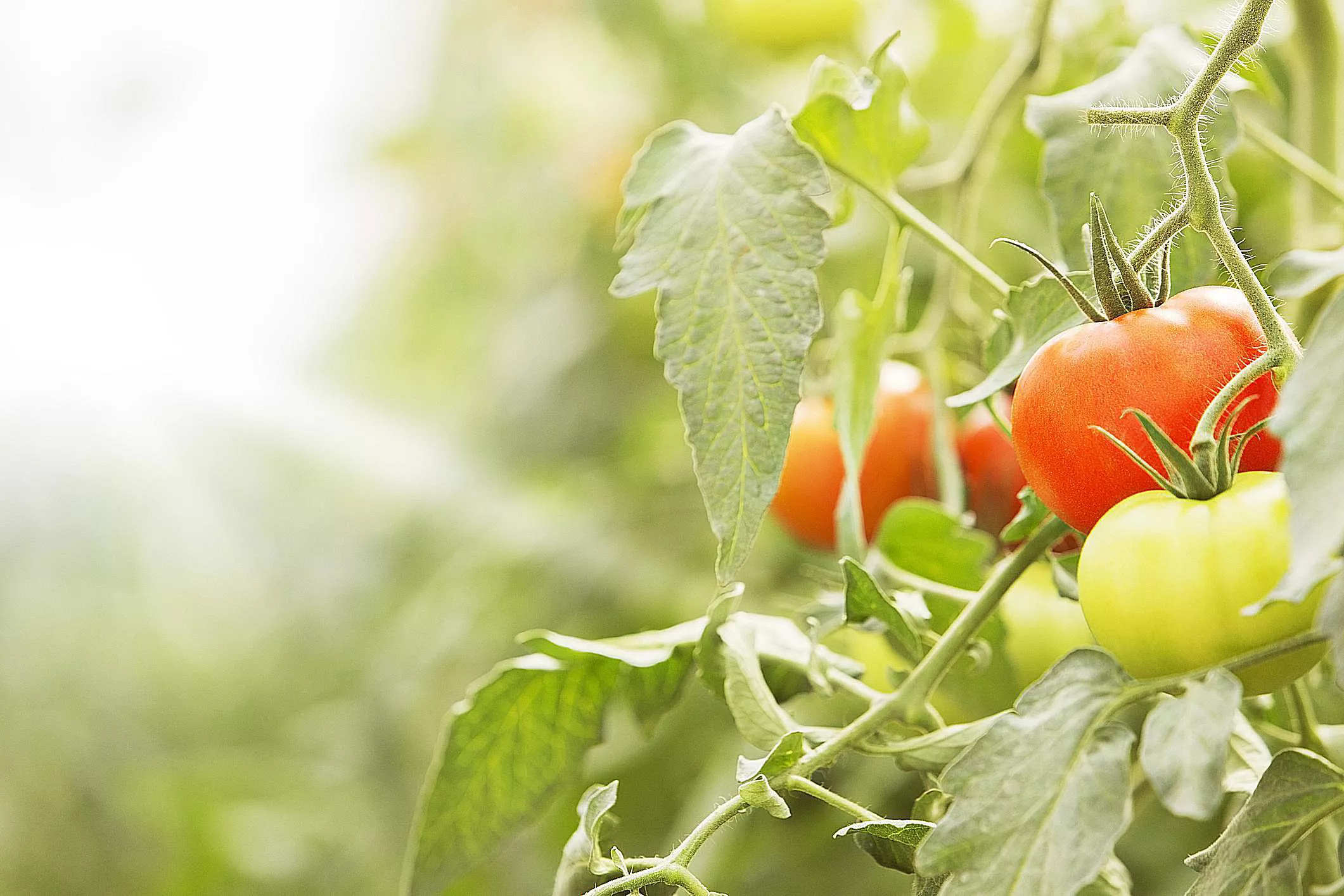 Tomatoes and other nightshades are toxic.