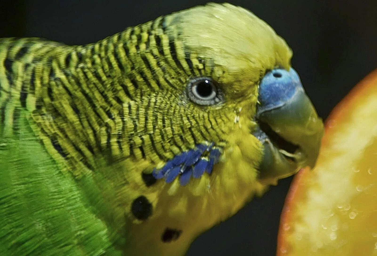 Close-up of budgerigar eating fruit