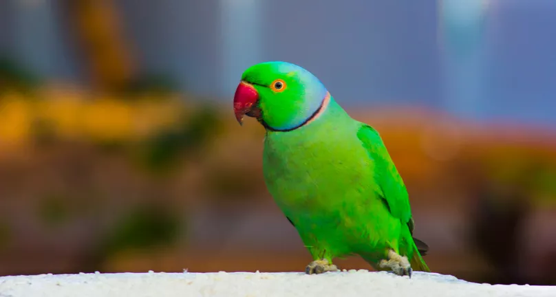 Green Indian ringneck parakeet