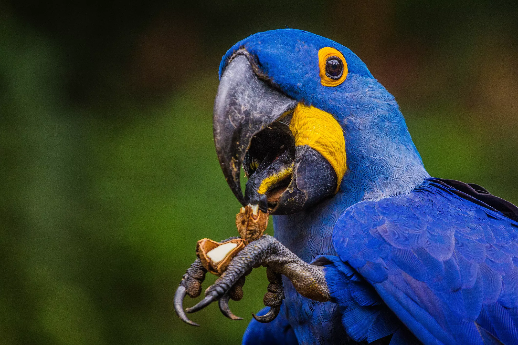 Hyacinth macaw cracking open a shell with its beak.