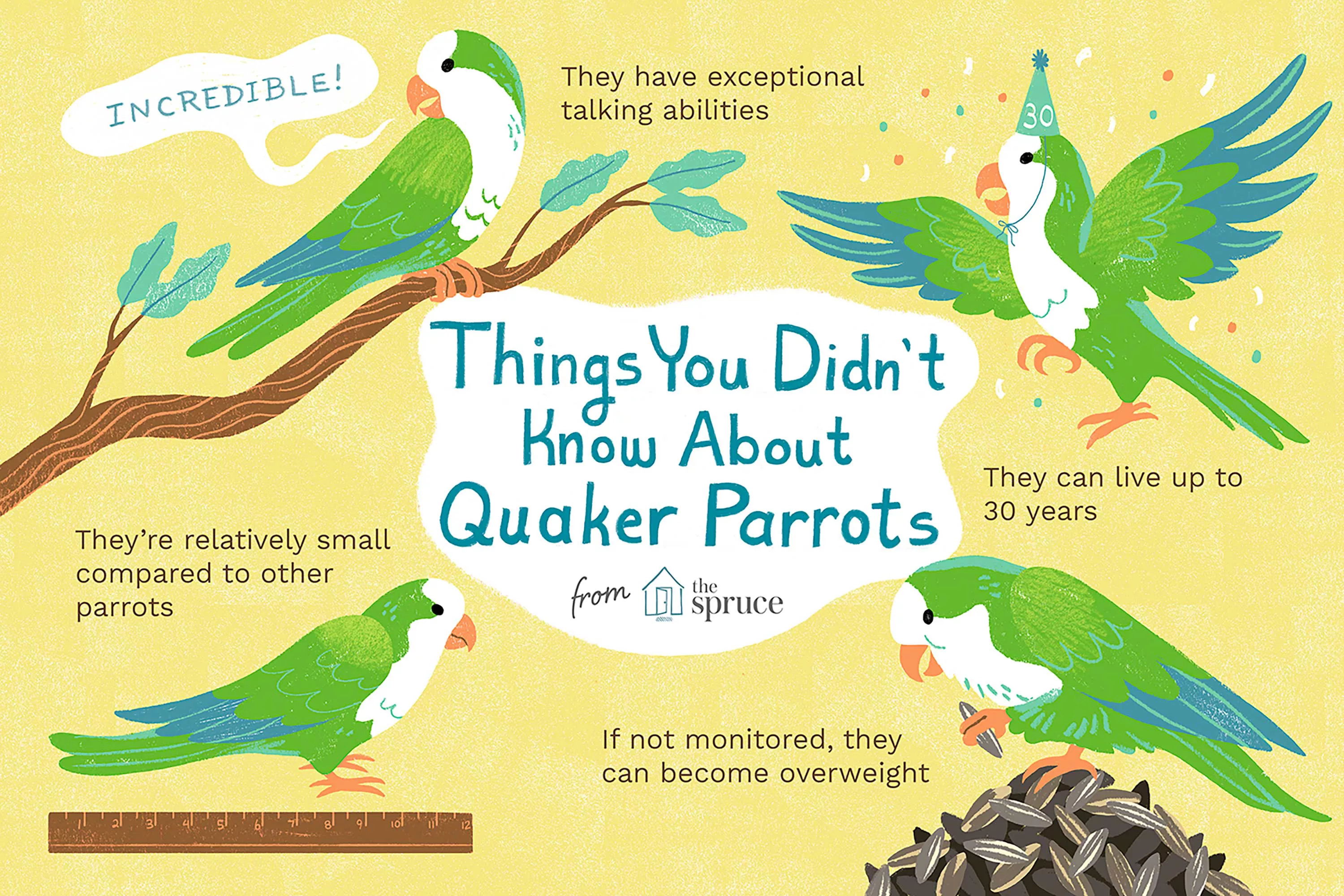 Things You Didn't Know About Quaker Parrots