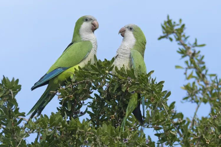 Monk or quaker parrot (Myiopsitta monachus)