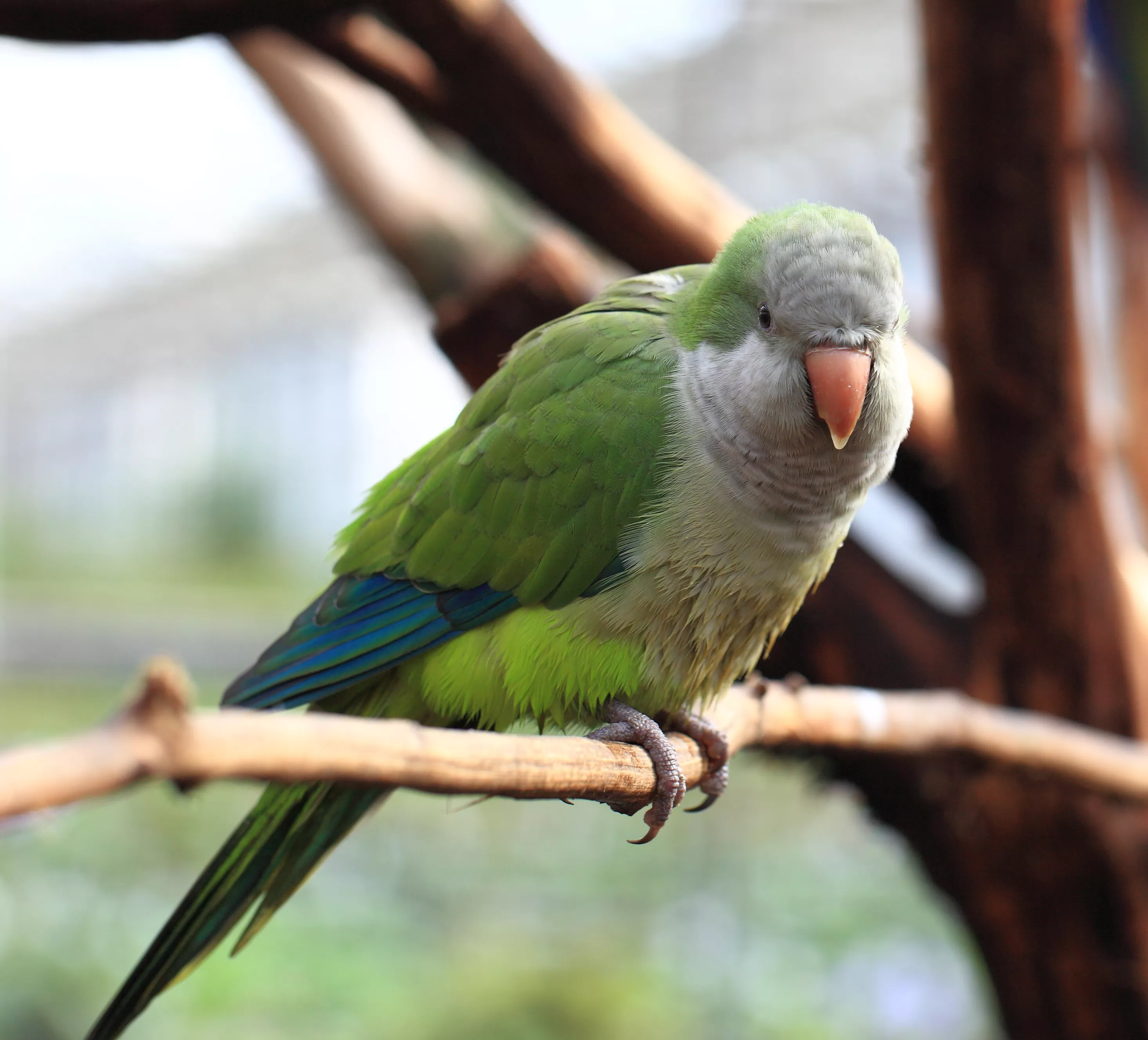 Quaker Parrots