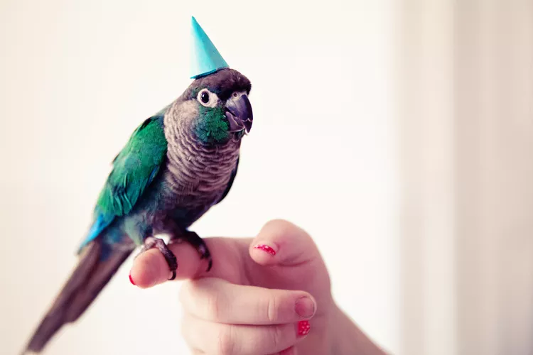 Turquiose Conure wearing Birthday hat
