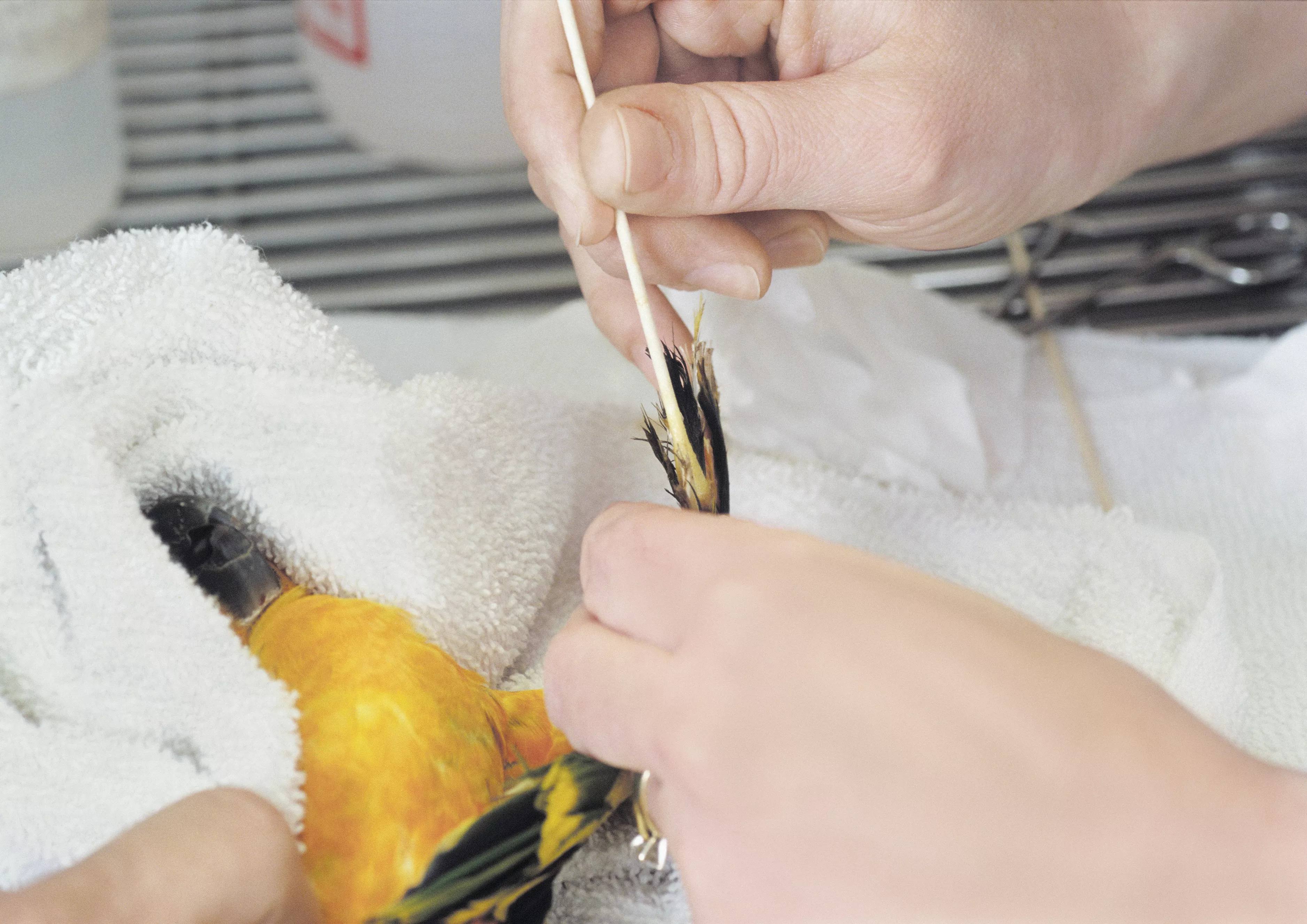 Veterinarian Treating Bird's Wing