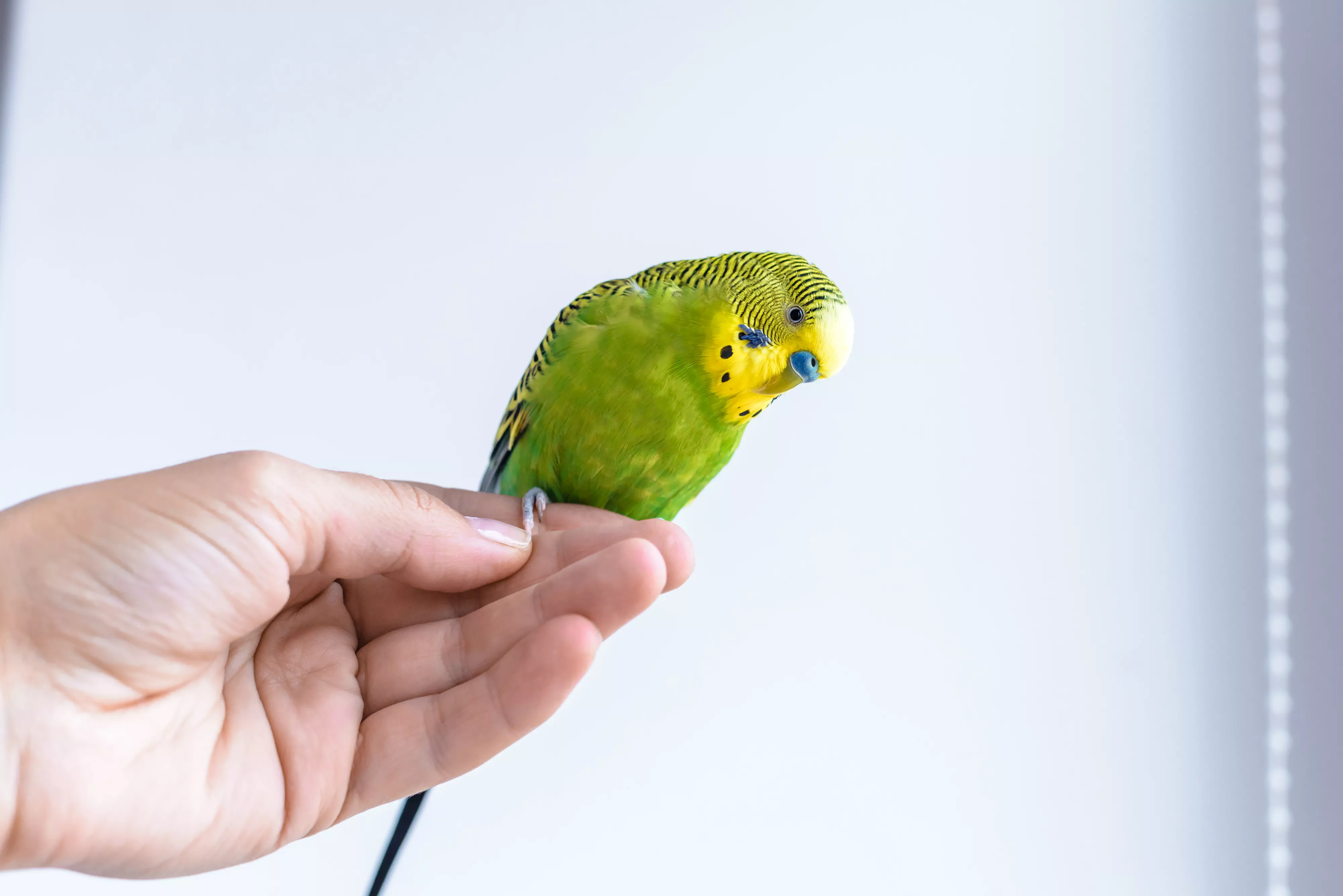 How to Hold a Bird Safely — care guide