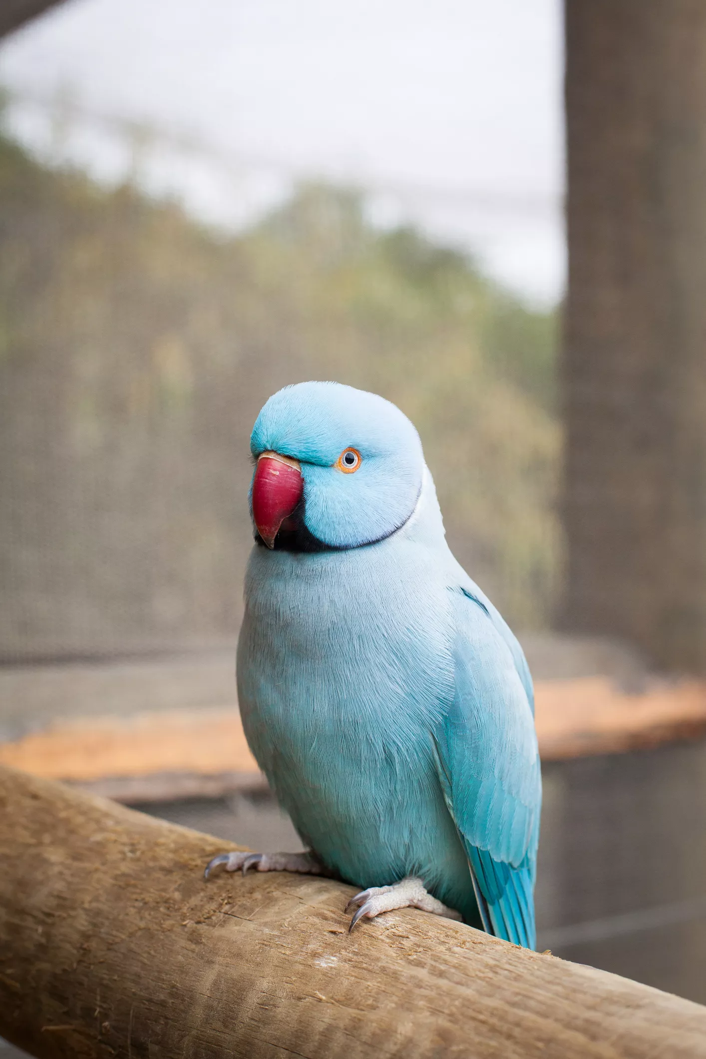 Indian ringneck parakeet, blue mutation