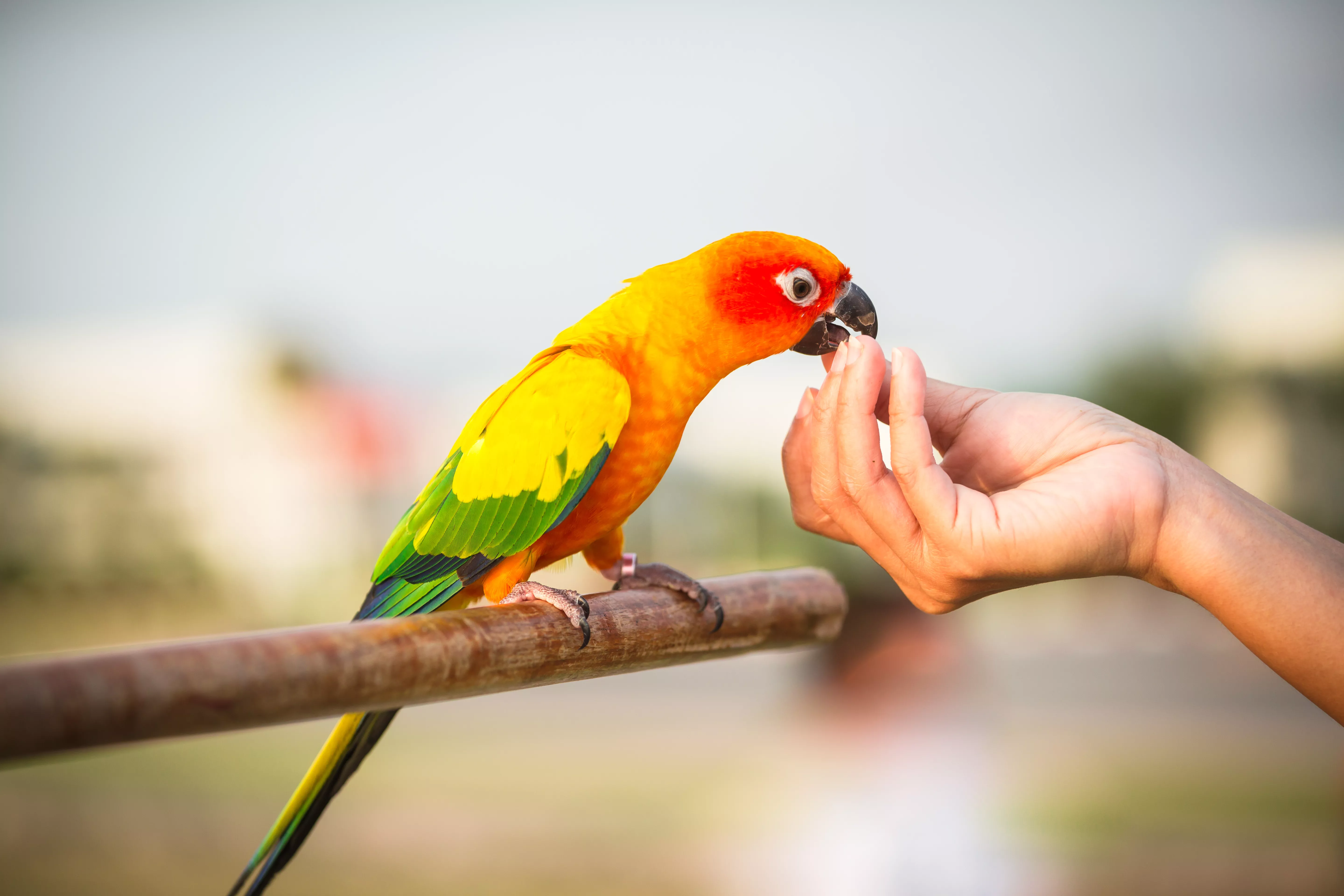 Keeping Wild Birds as Pets — care guide