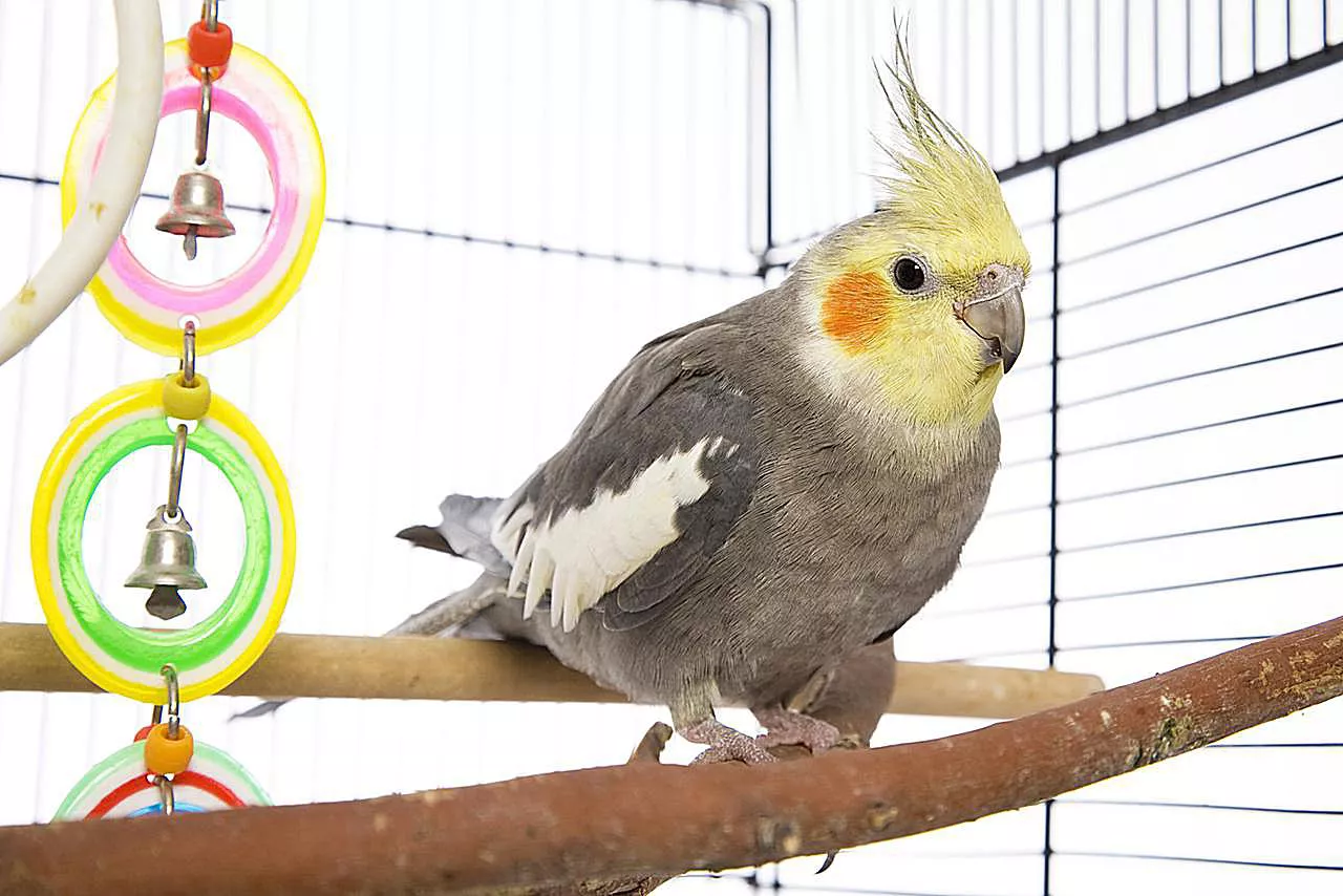 cockatiel on a perch