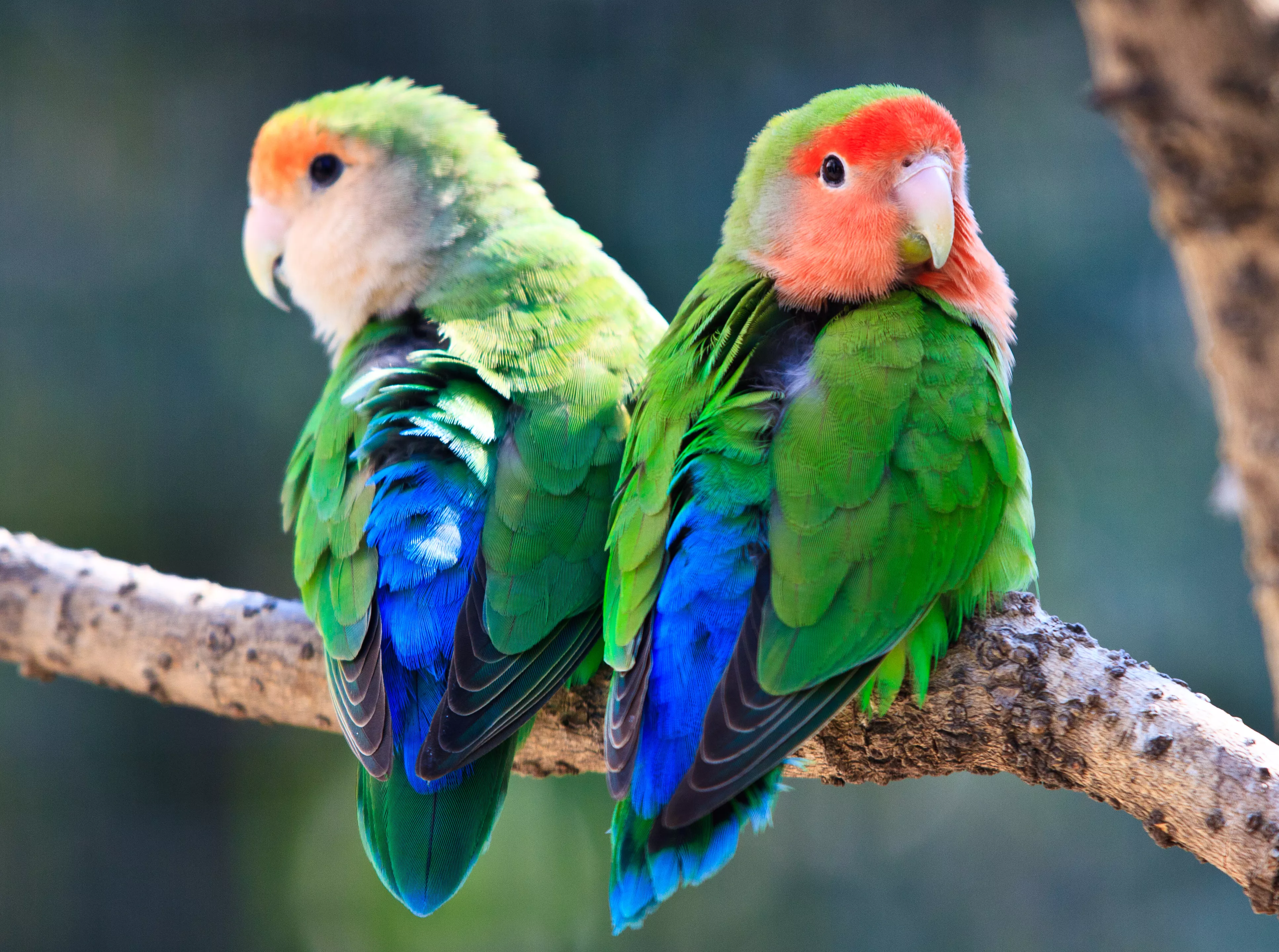 Peach-faced lovebird couple