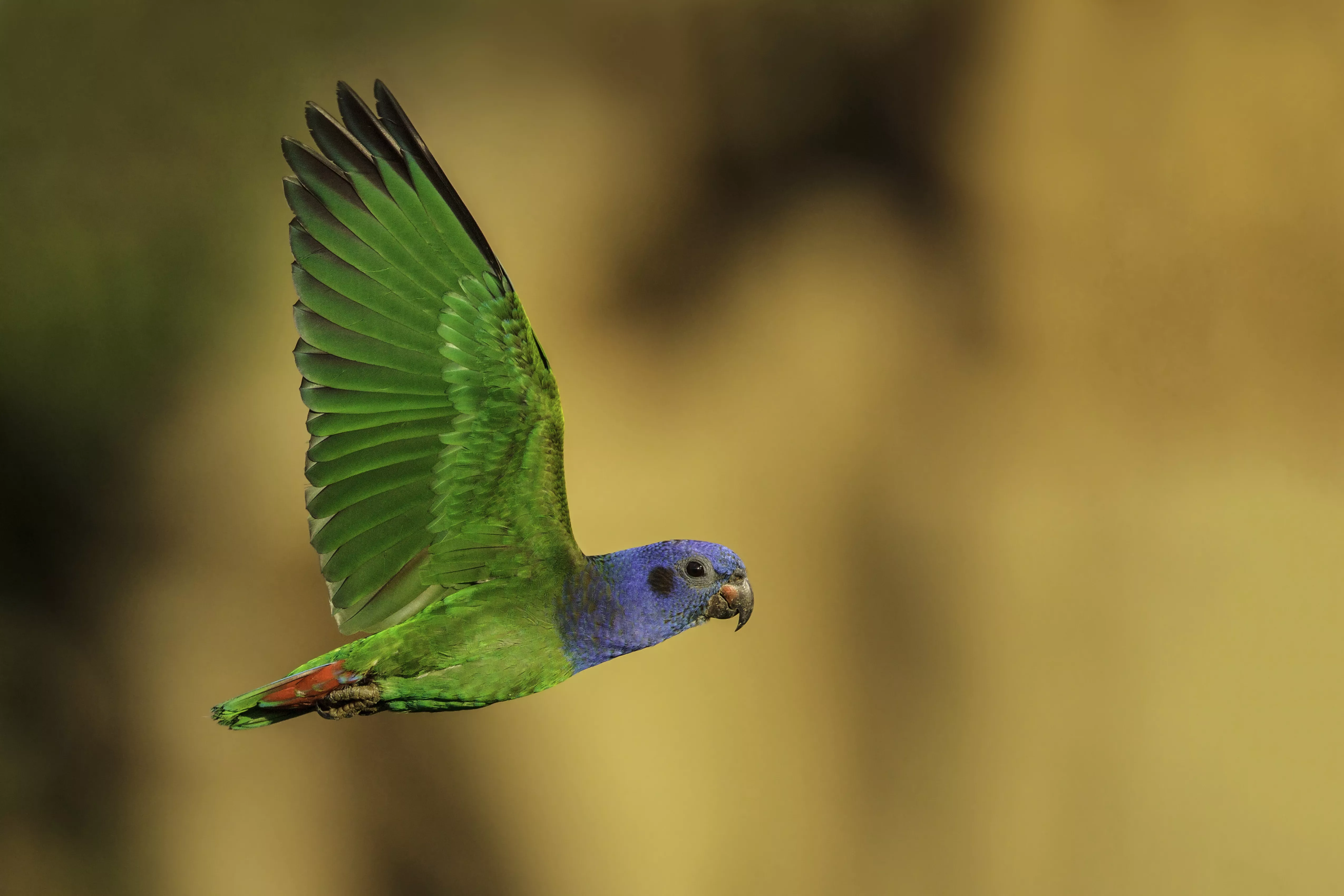 Blue-headed pionus flying