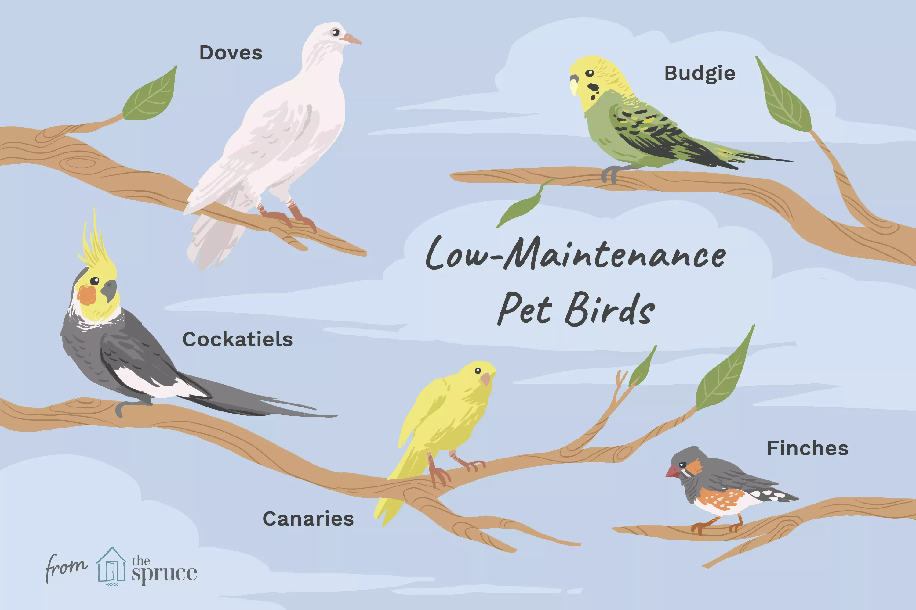 8 Best Low-Maintenance Birds to Keep as Pets — care guide