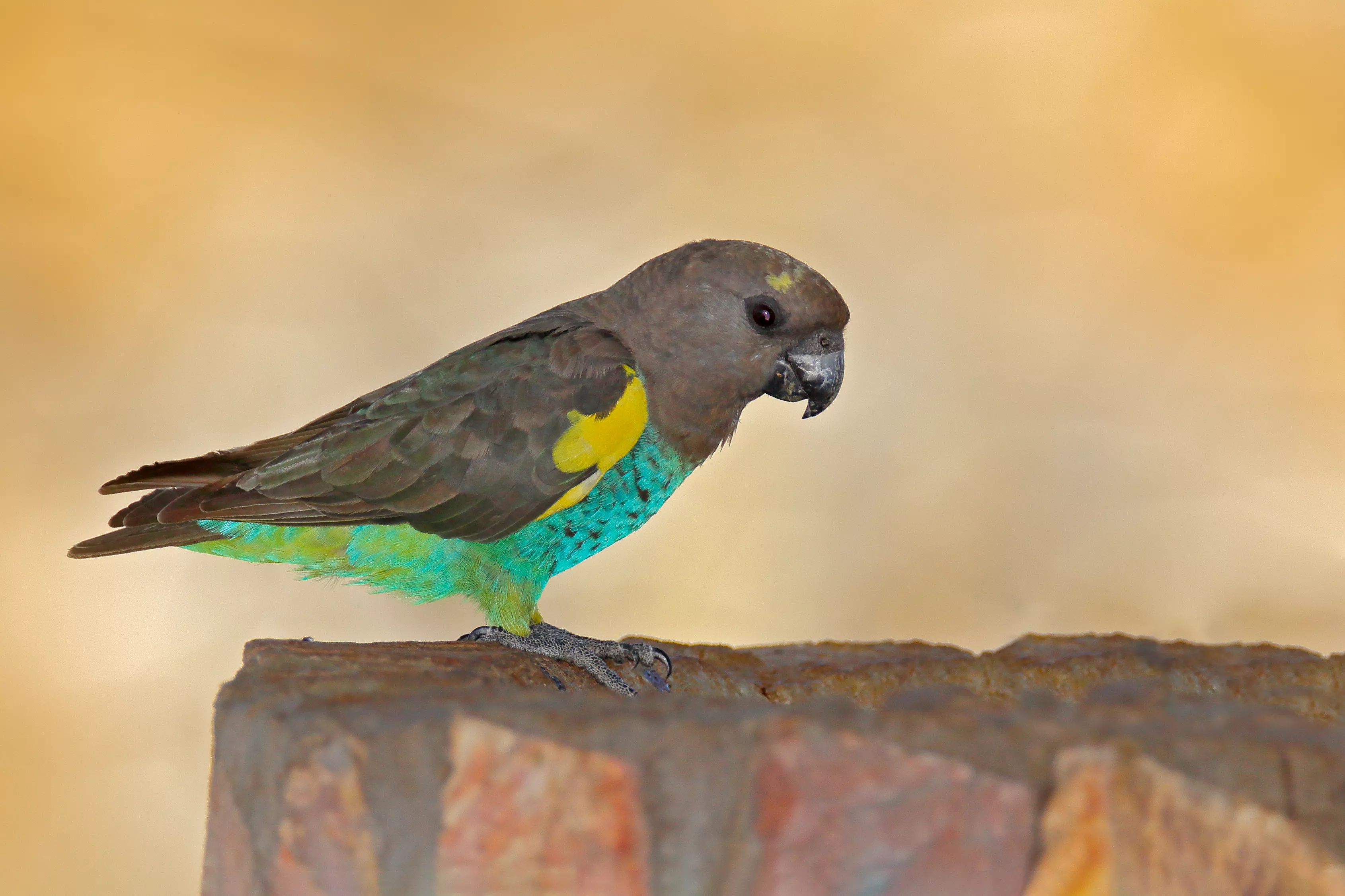 Meyer's Parrot Species Profile — care guide