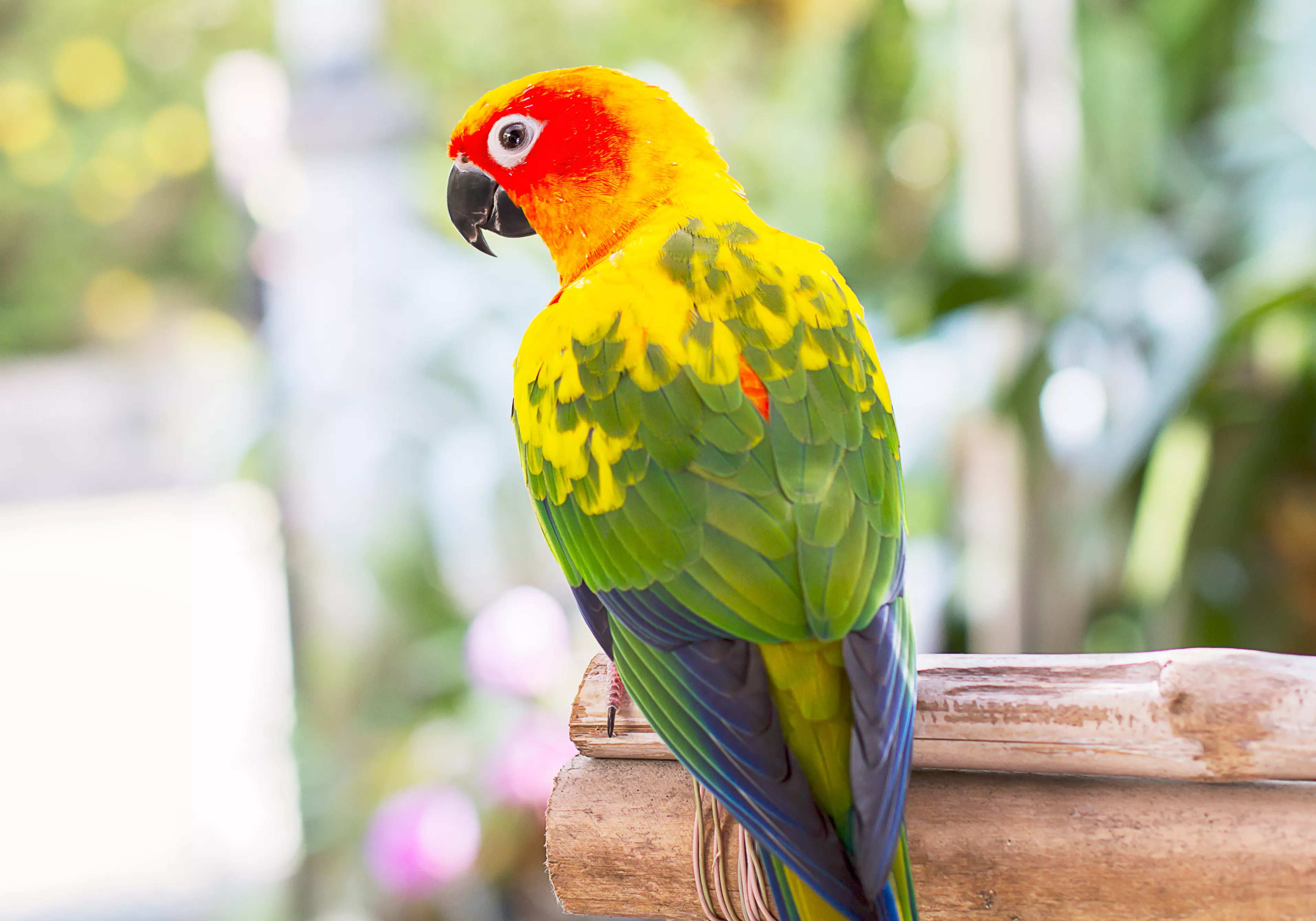 sun conure on a perch
