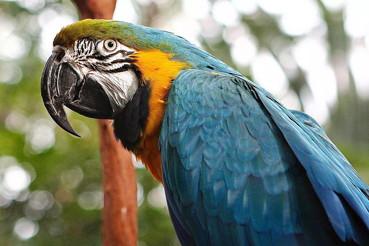 Blue and gold macaw