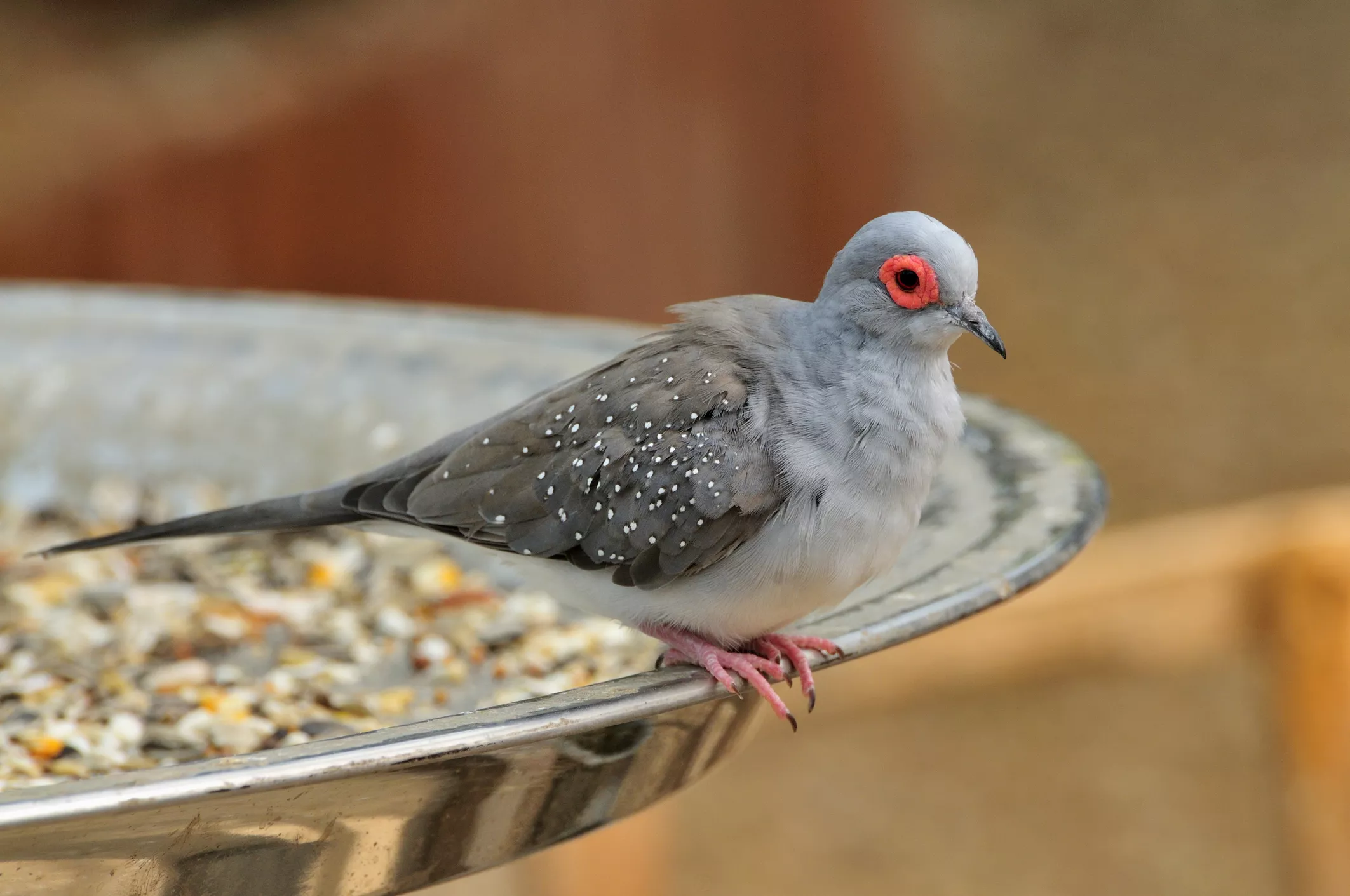 pet dove in a food dish