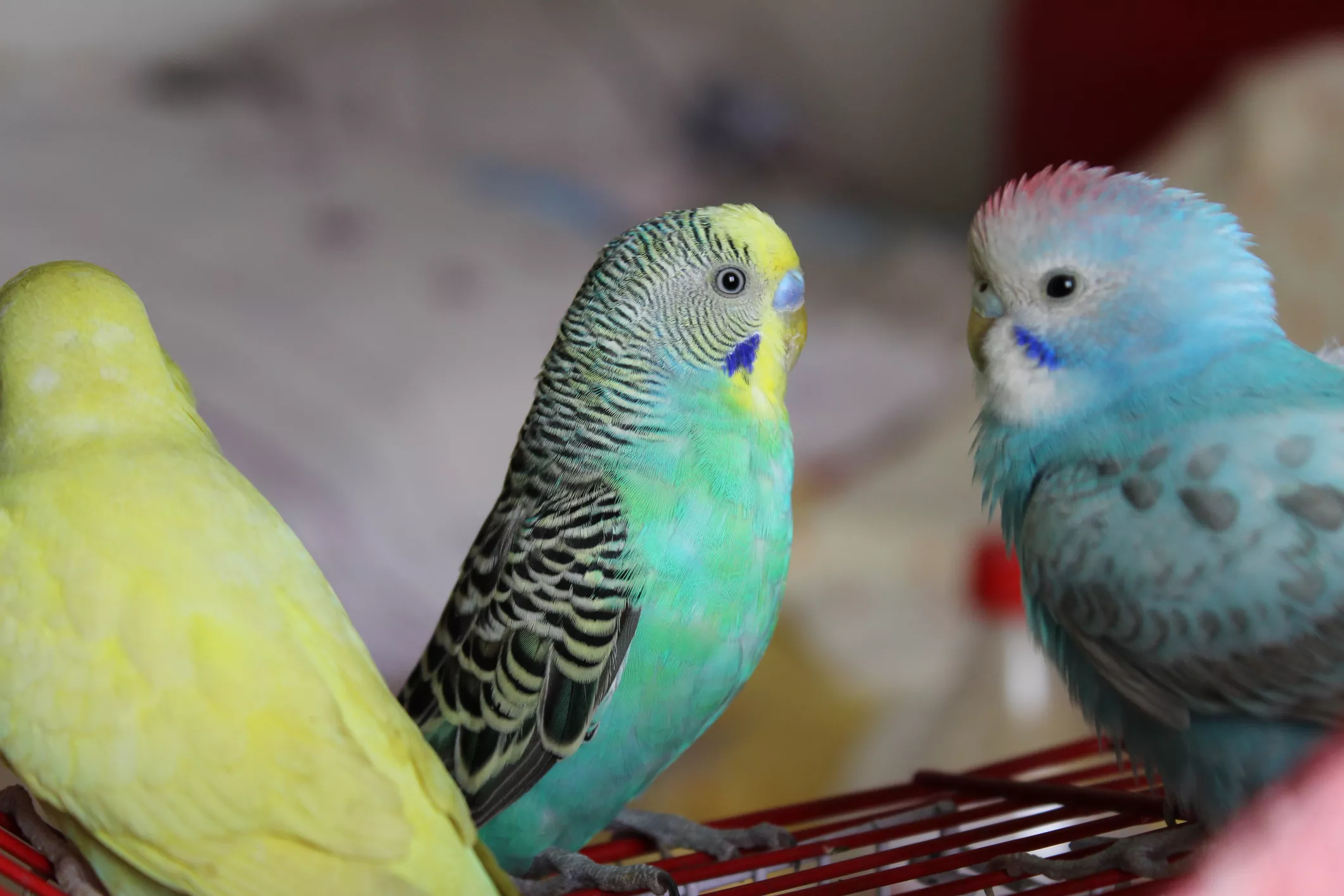 pet budgies standing together