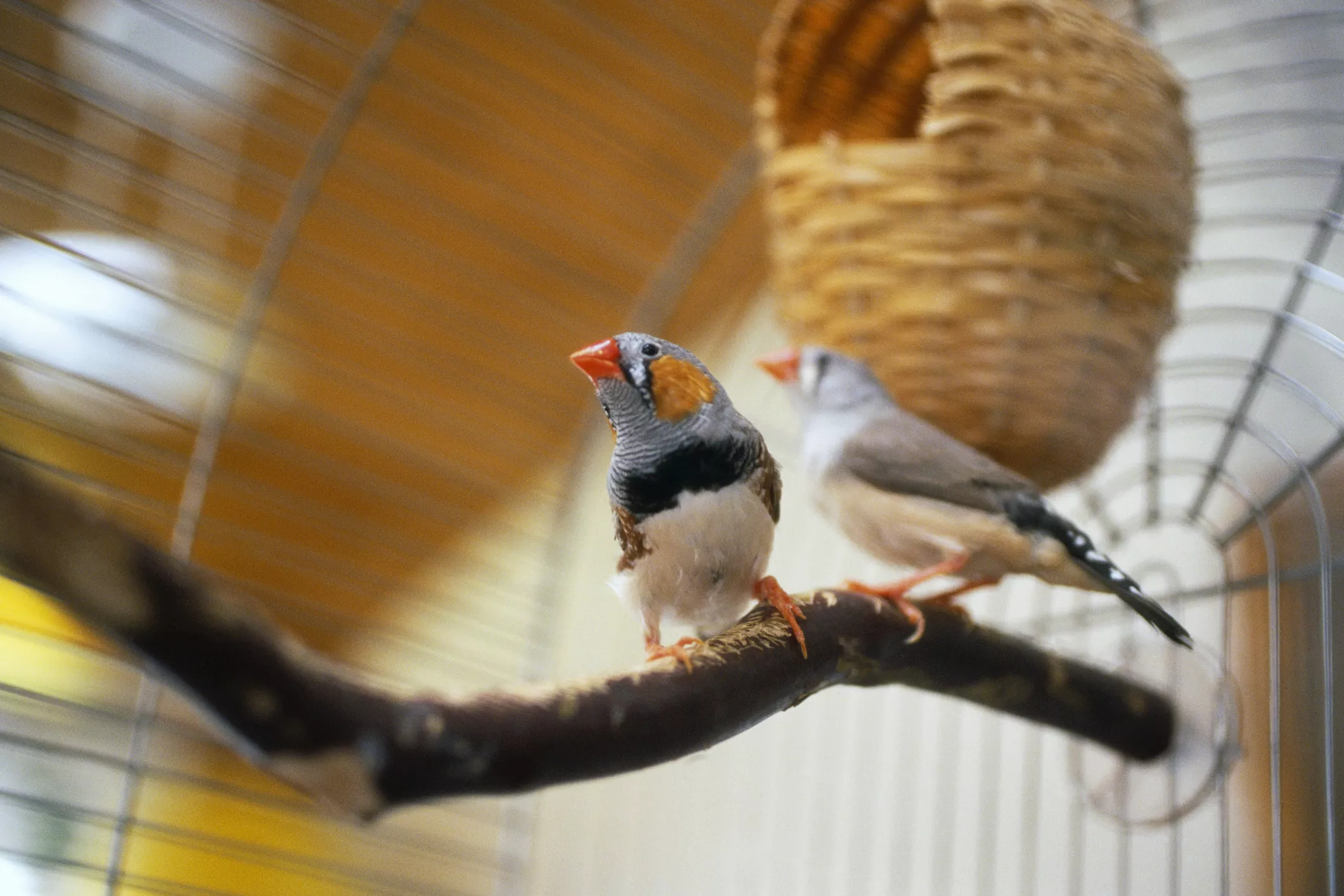 Zebra finches in a cage