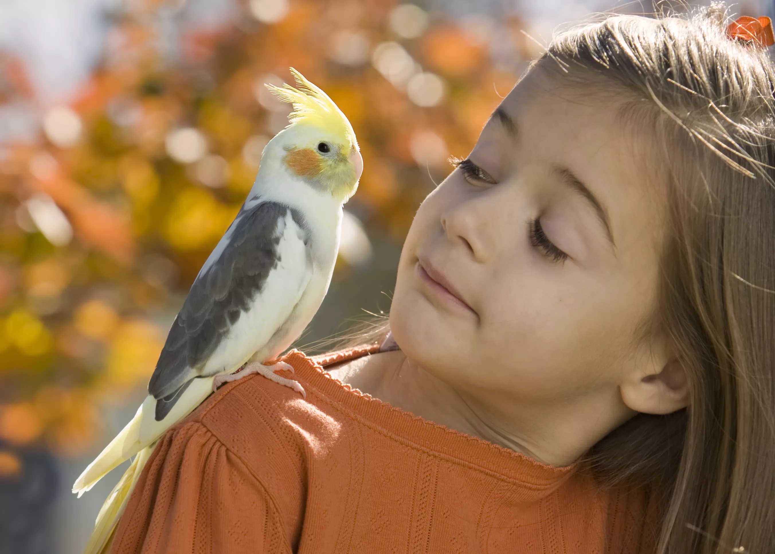 cockatiel on a girl's shoulder