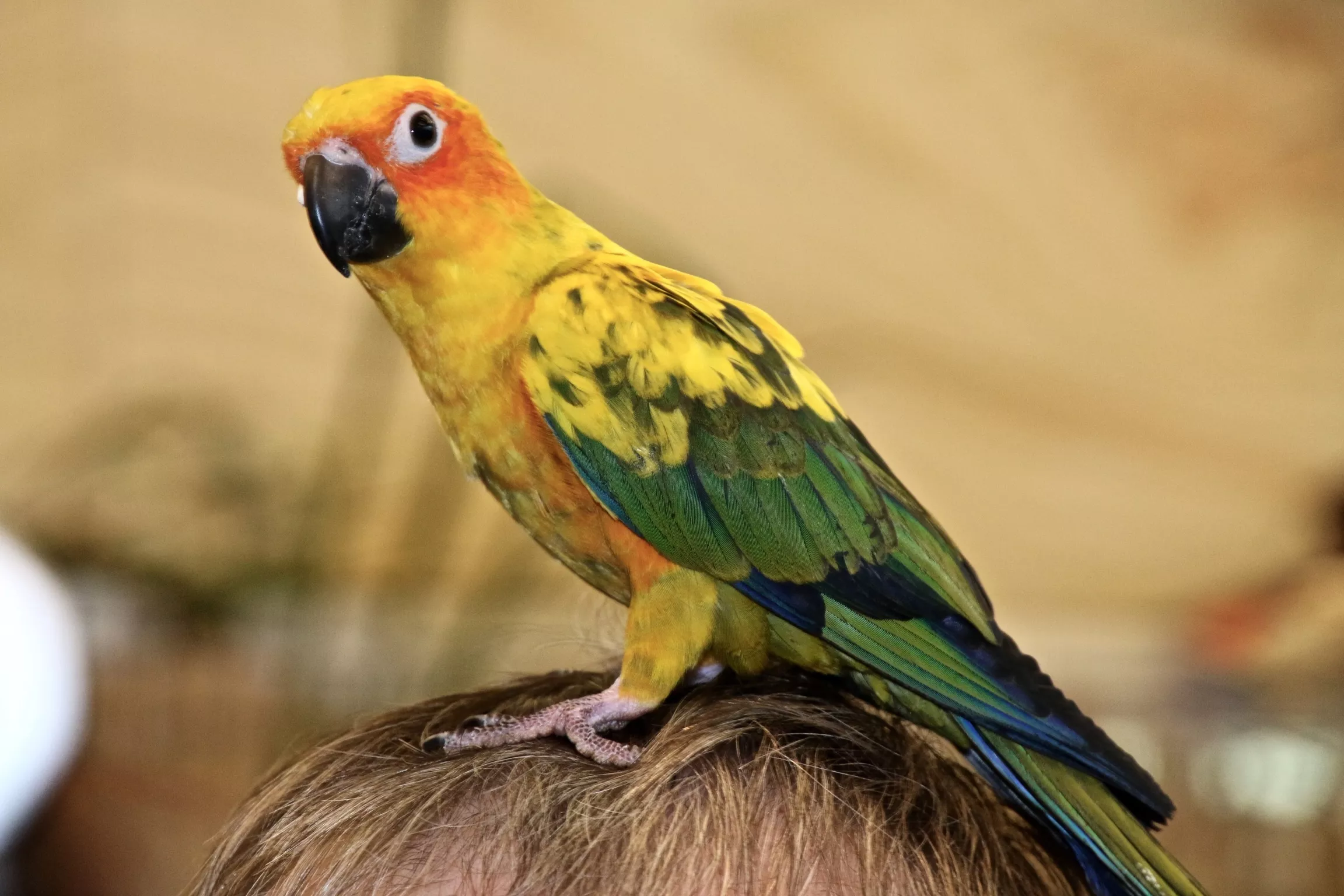 Close-Up Of Parrot Perching On Head