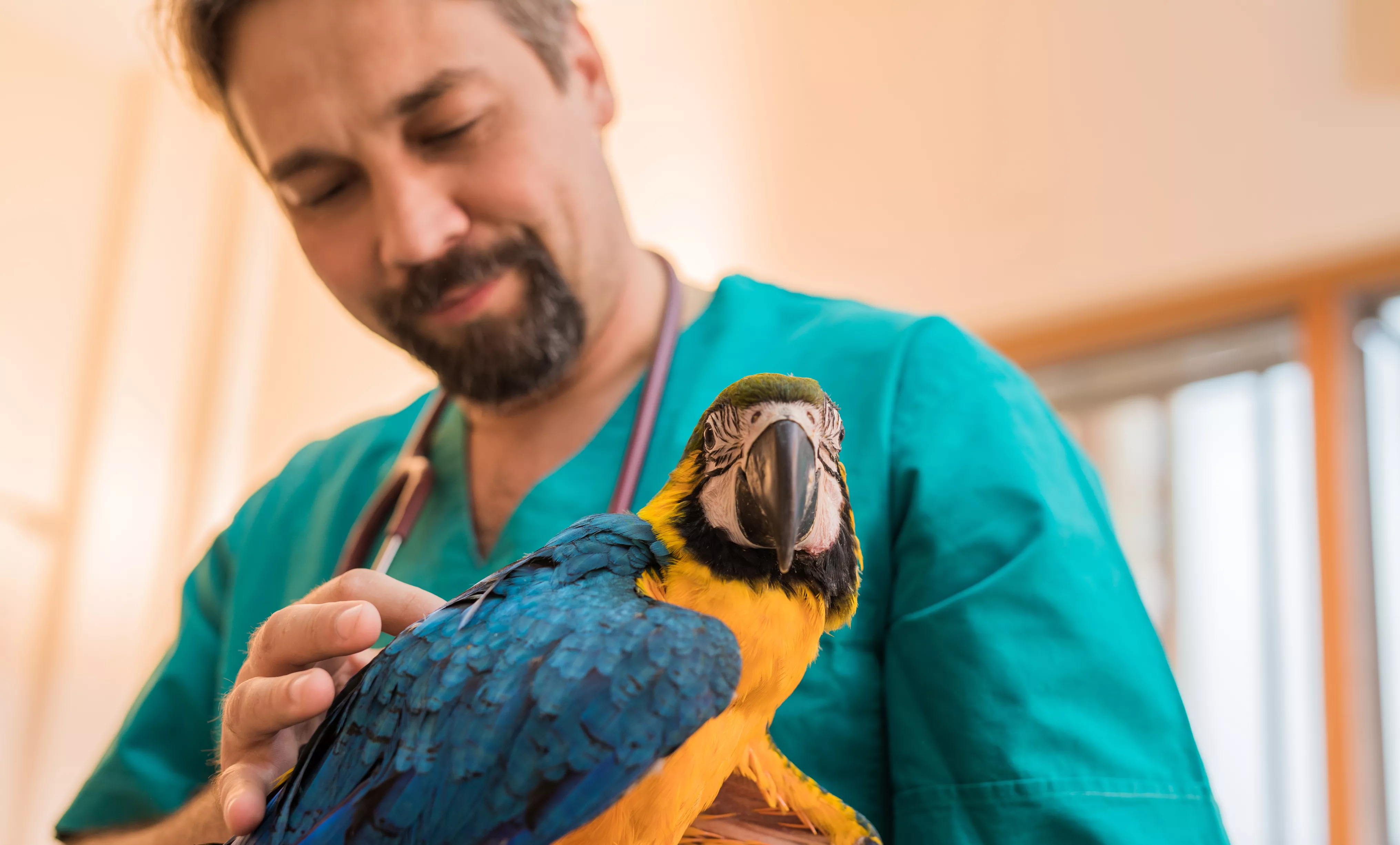 Experienced veterinarian examining young Ara parrot