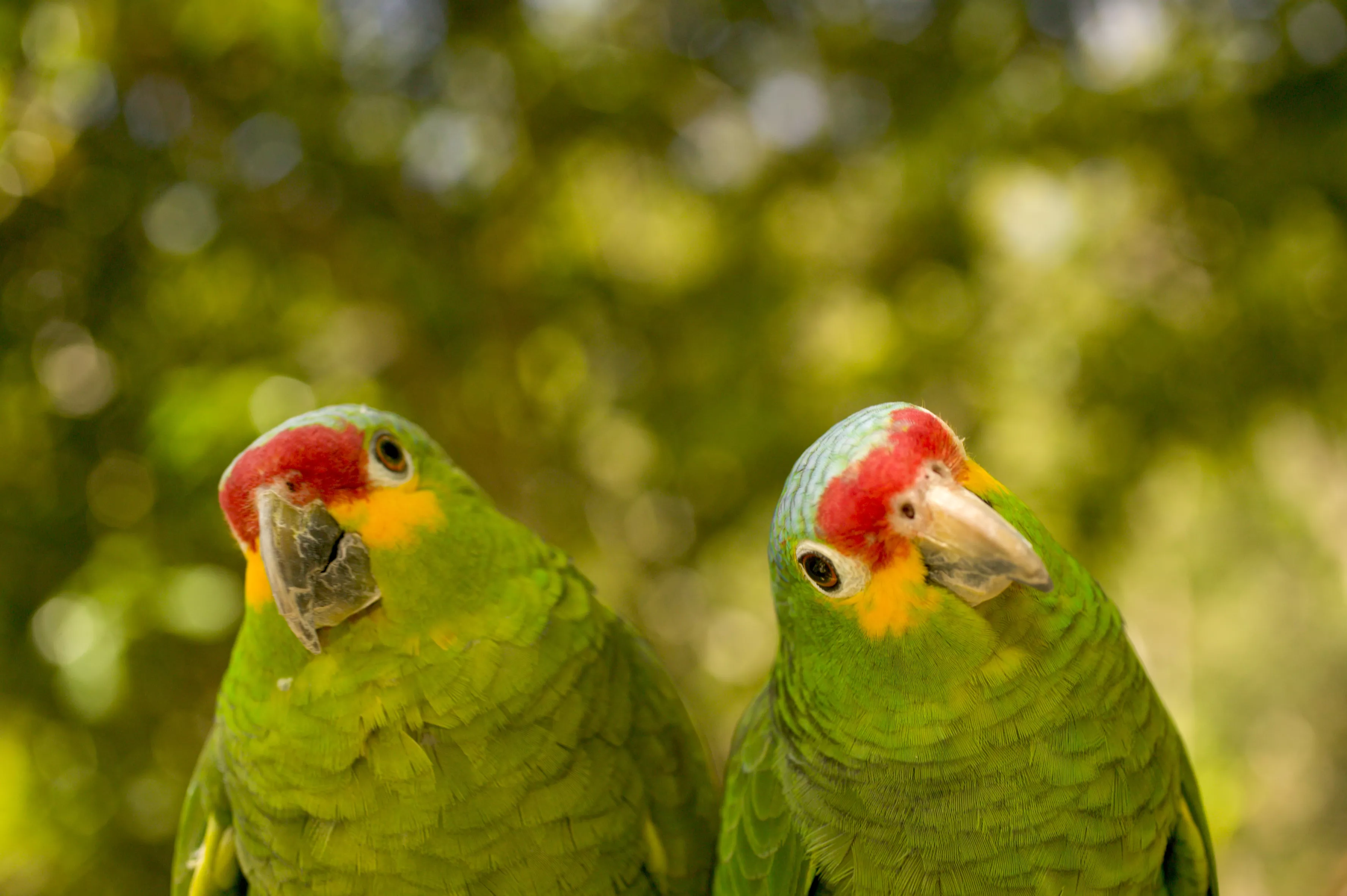 Red-lored Amazon (Amazona autumnalus) pair, close-up