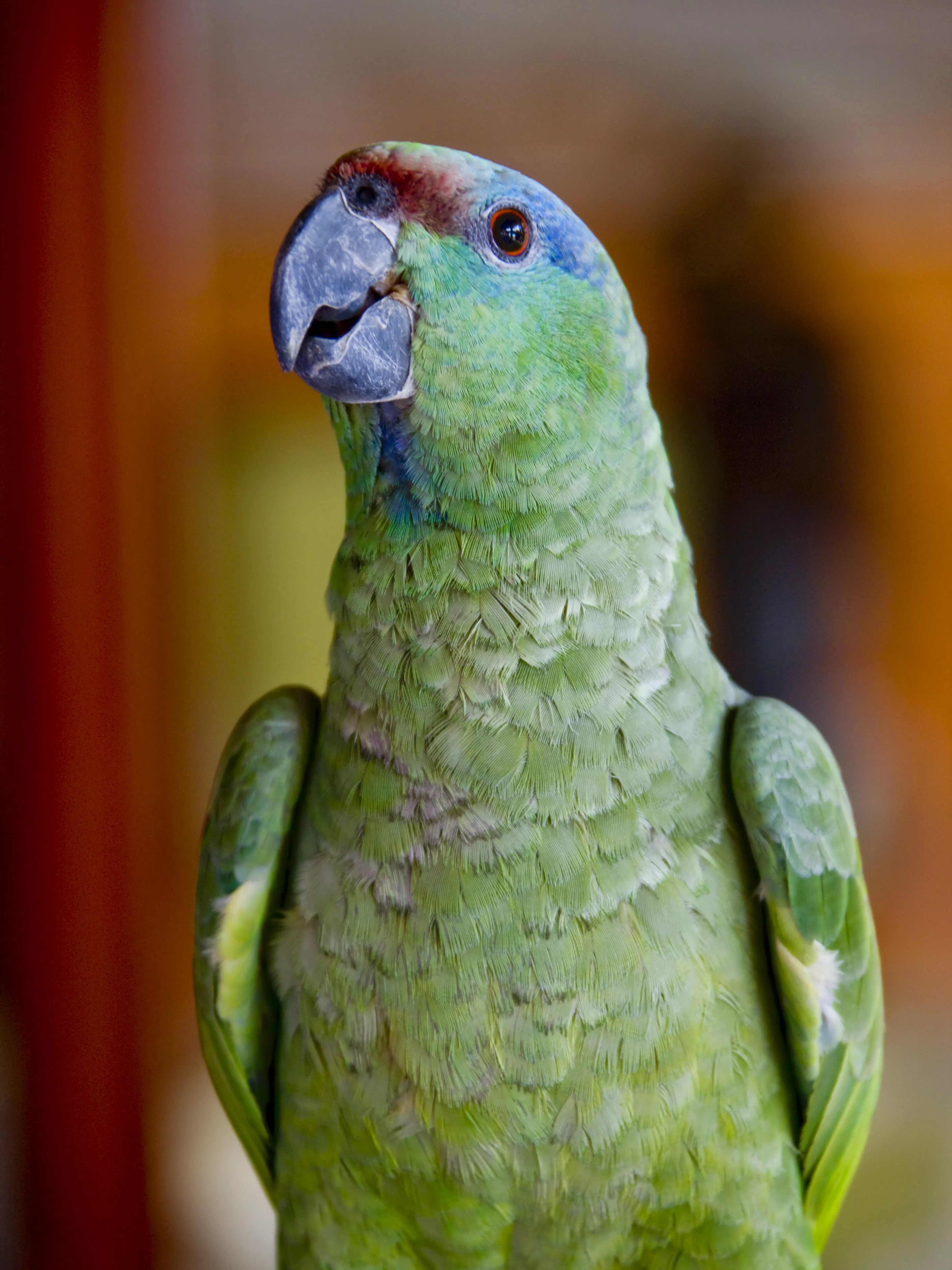 Lilac-crowned Amazon, Amazona finschi, Leticia, Department of Amazonas, Columbia