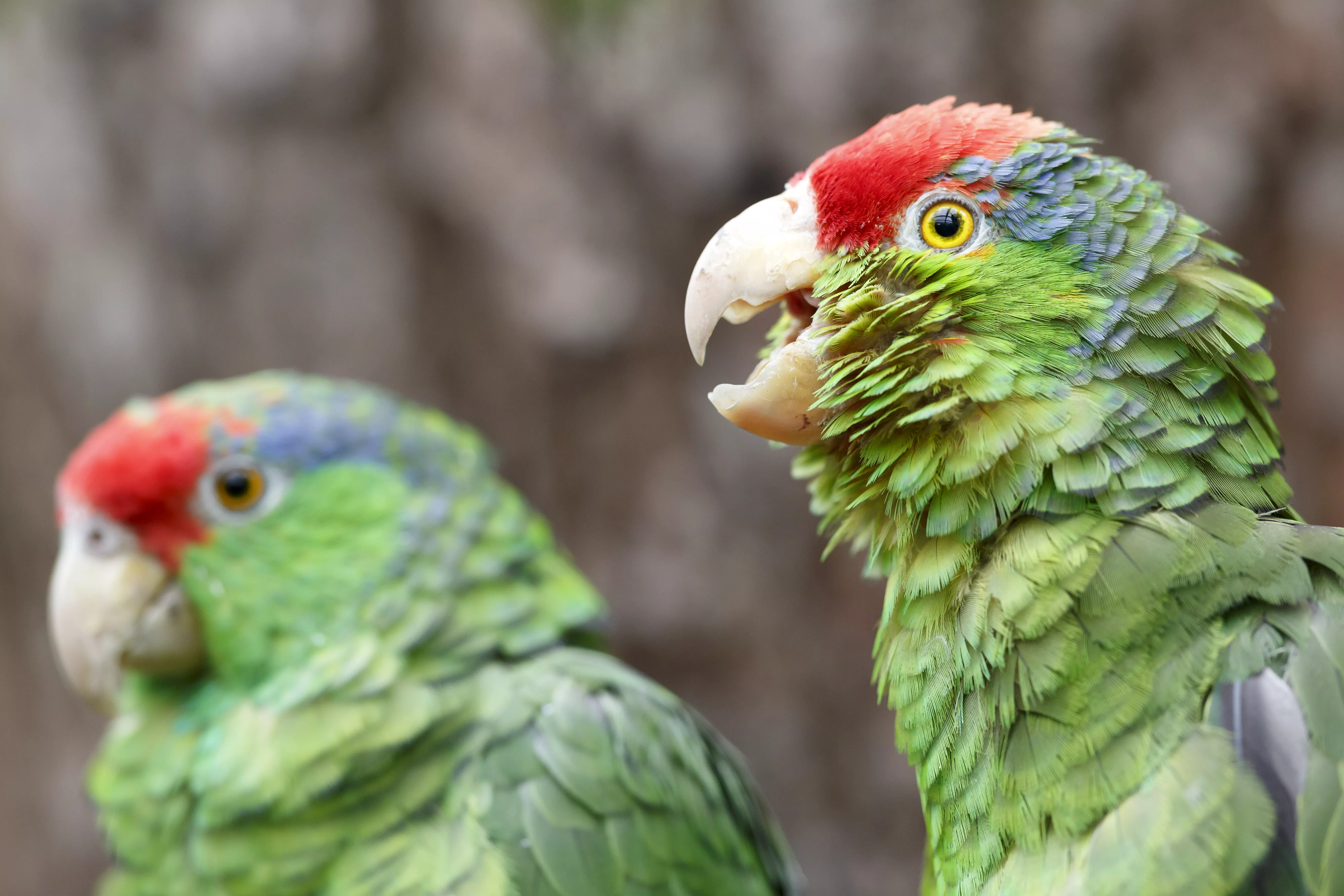 red-crowned amazon