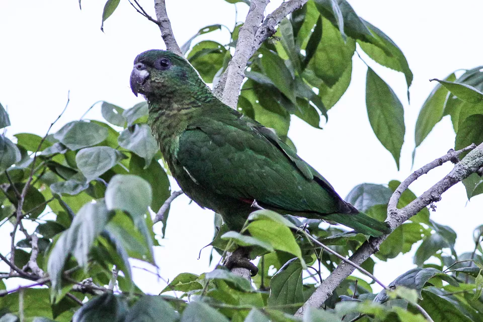 black-billed Amazon parrot standing on tree branch