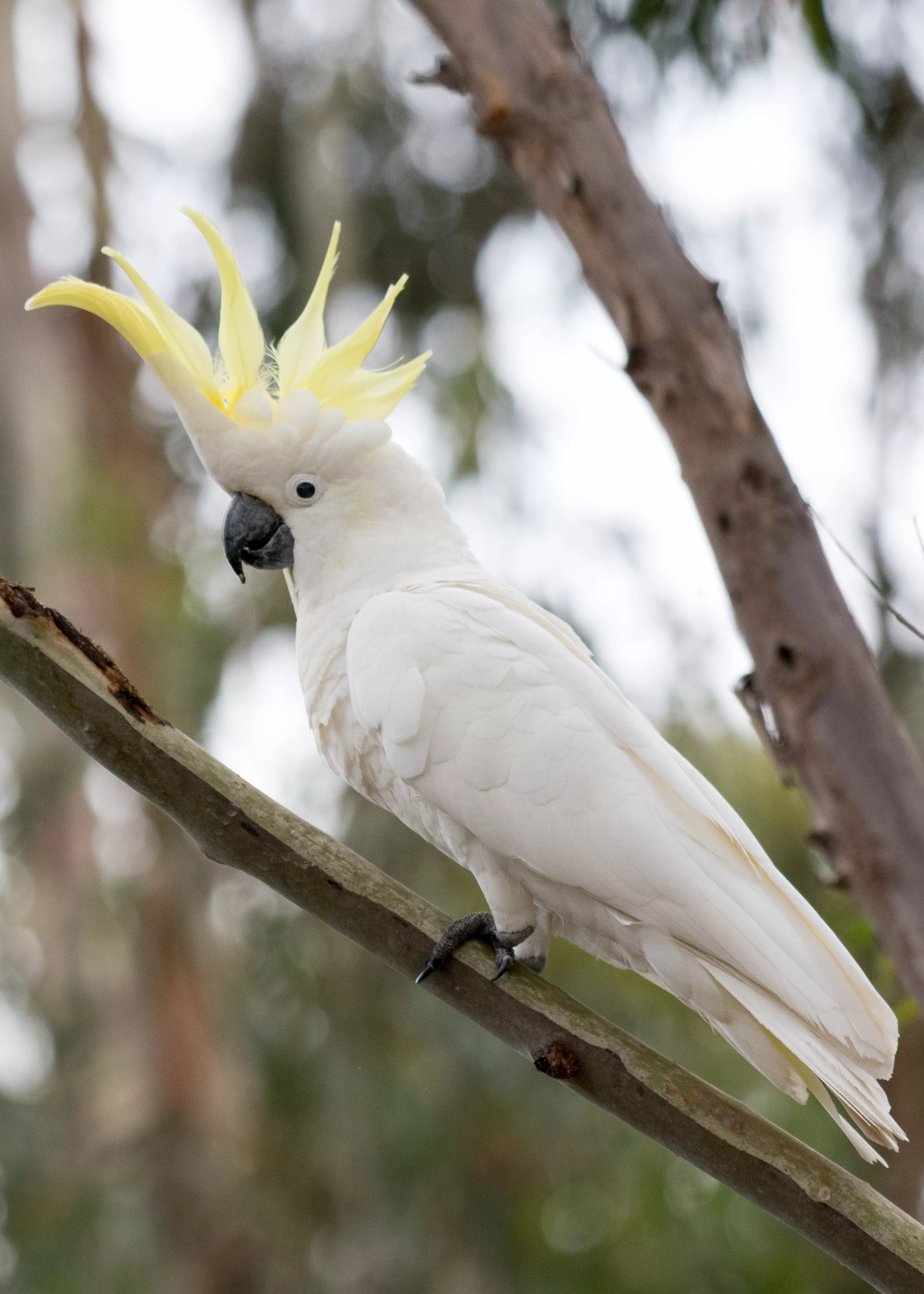 sulphur-crested cockatoo in a tree