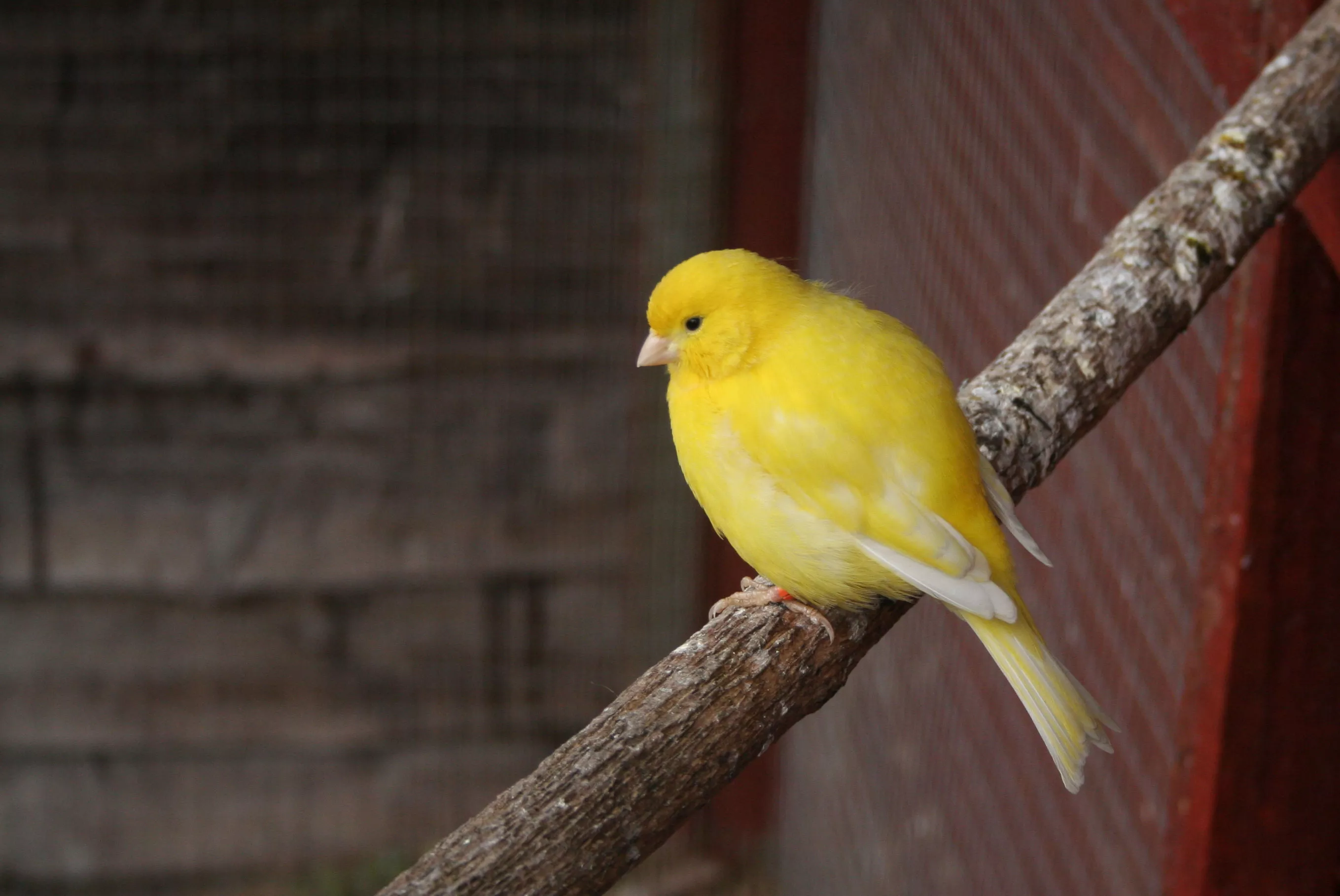 Yellow Canary