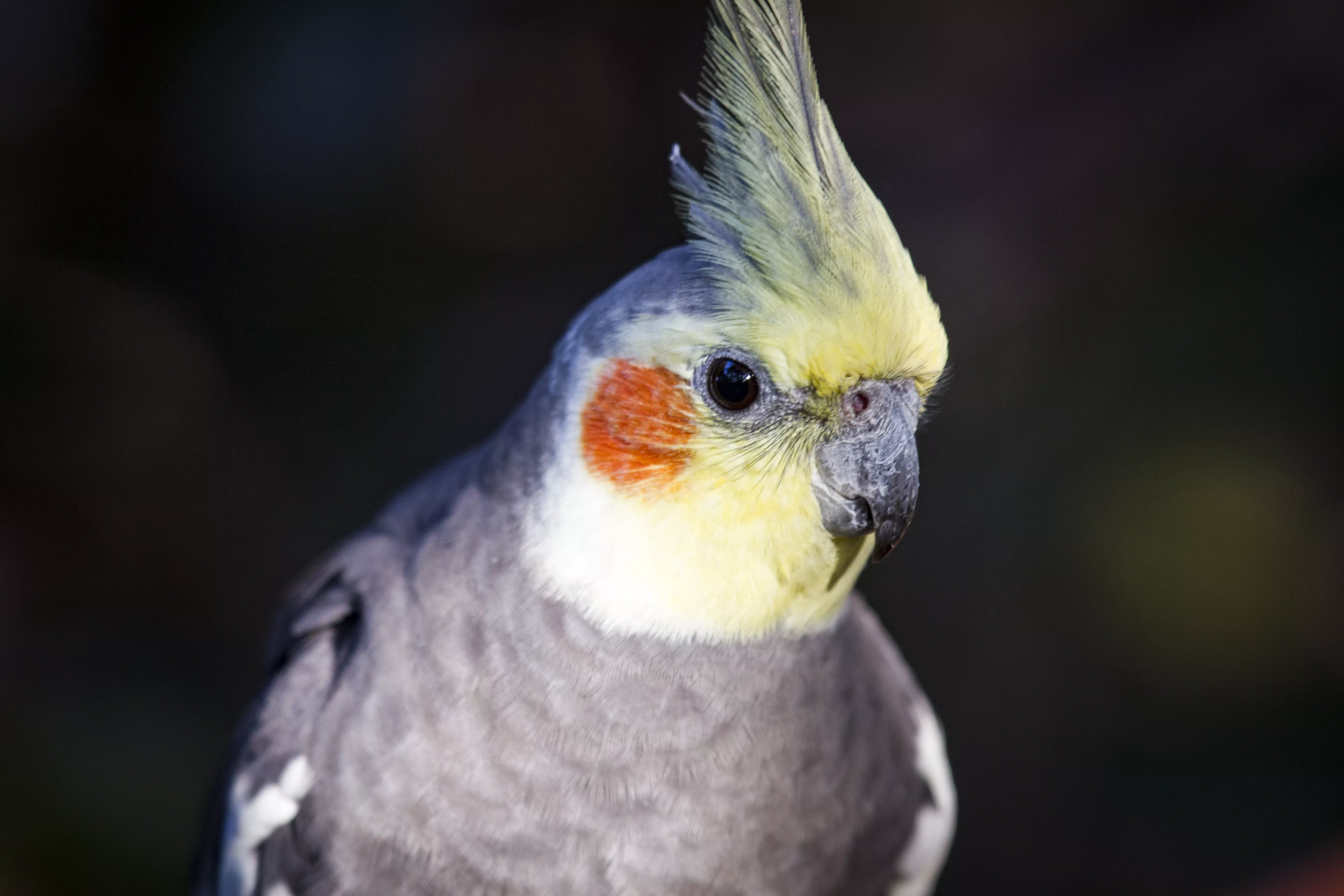 Cockatiel portrait