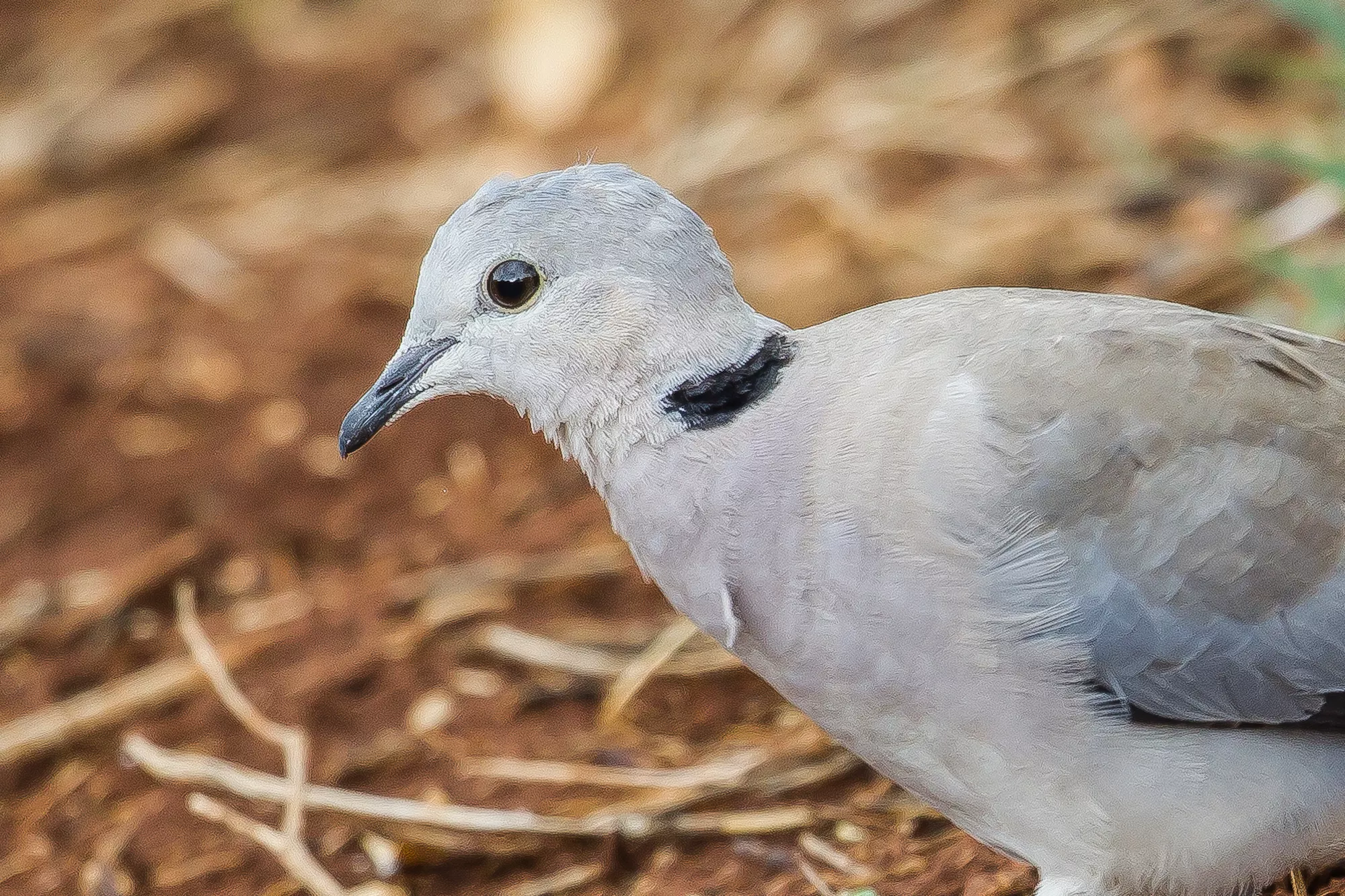 Ring-necked dove
