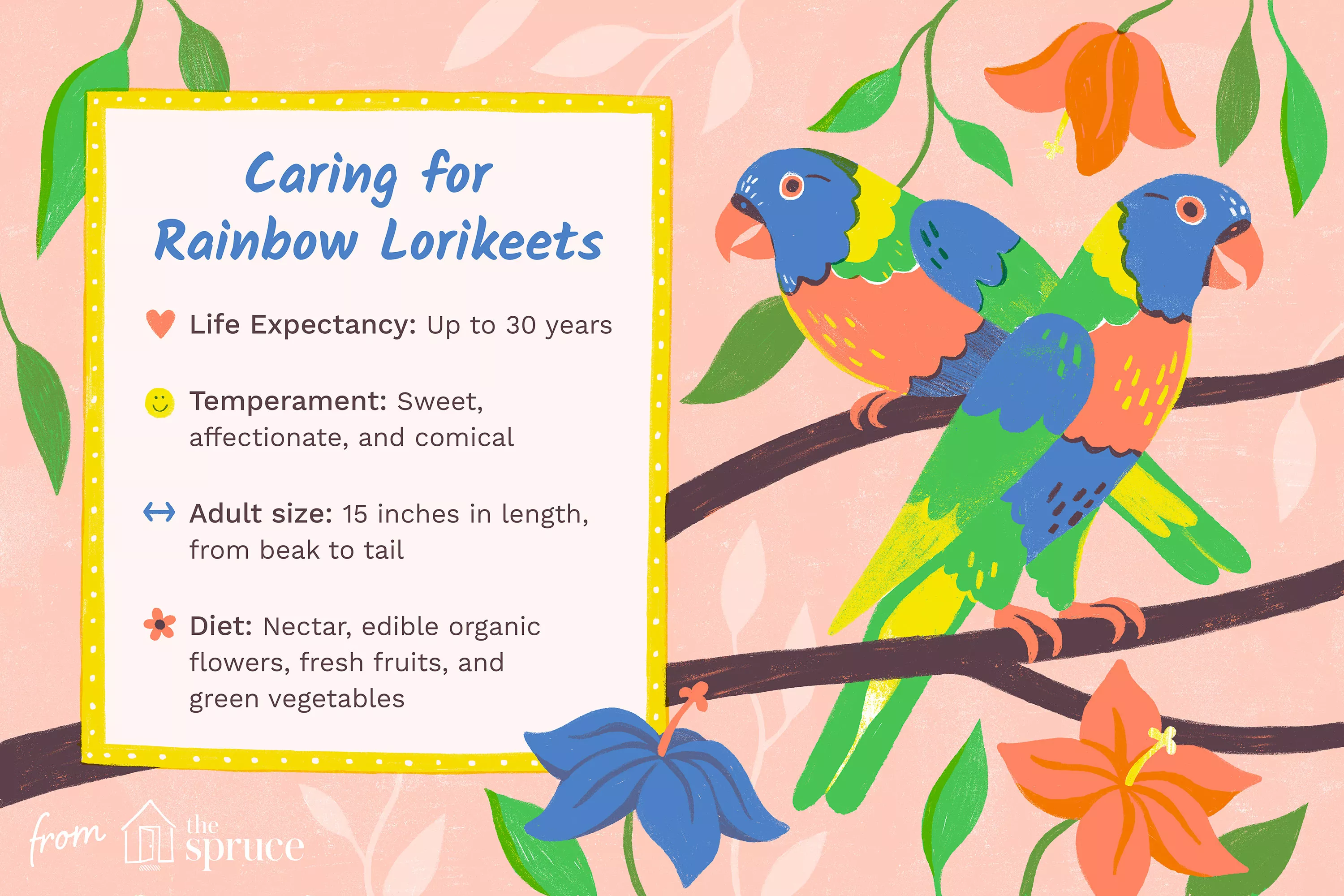 Caring for Rainbow Lorikeets