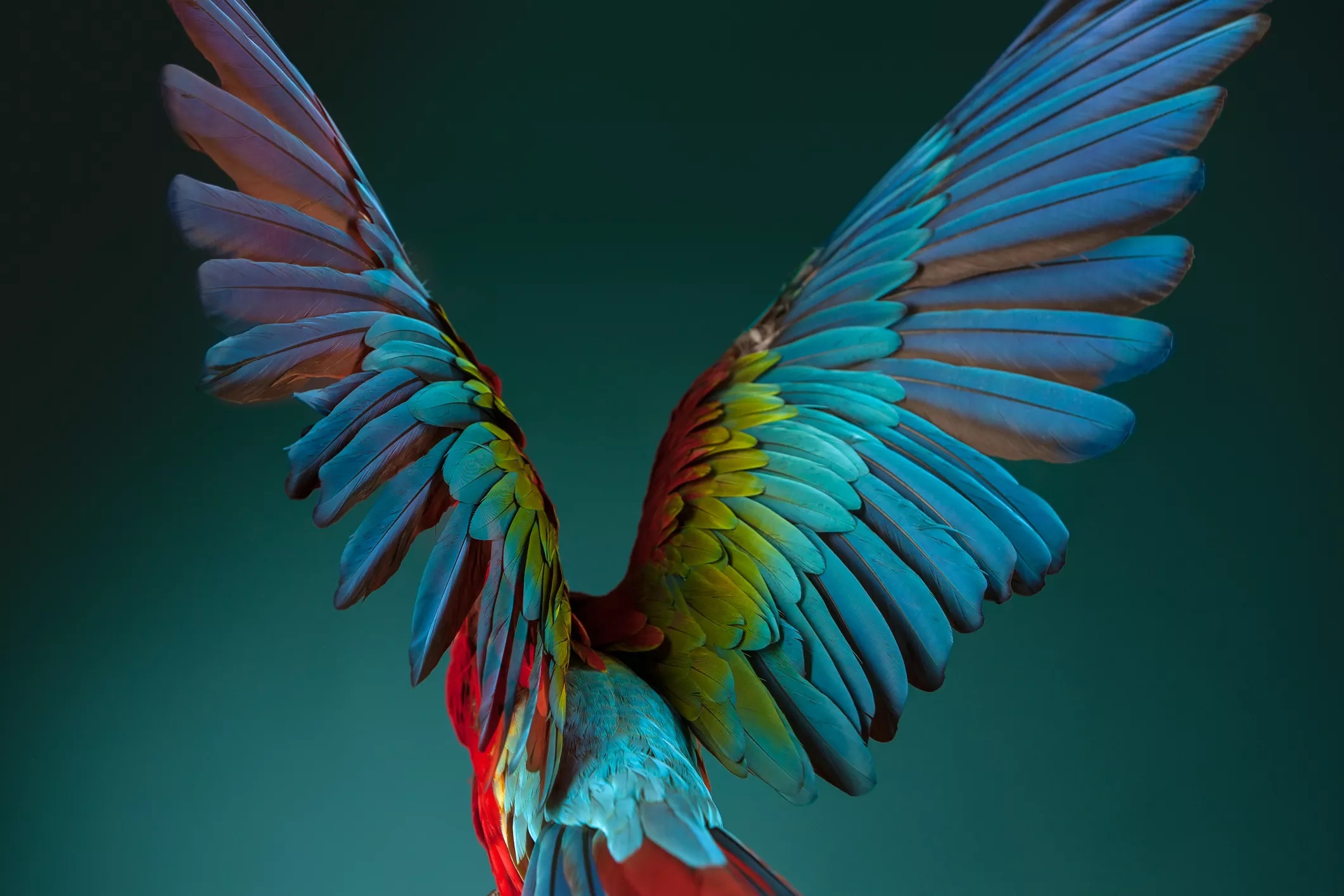 A scarlet Macaw spreads its wings.
