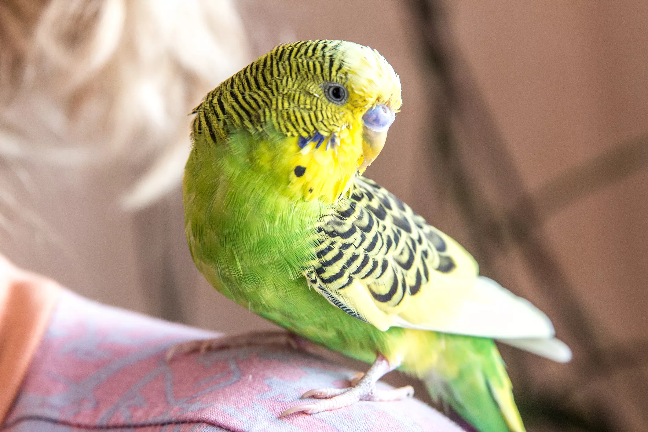 Parrot Handling: Safety Tips and Techniques — care guide