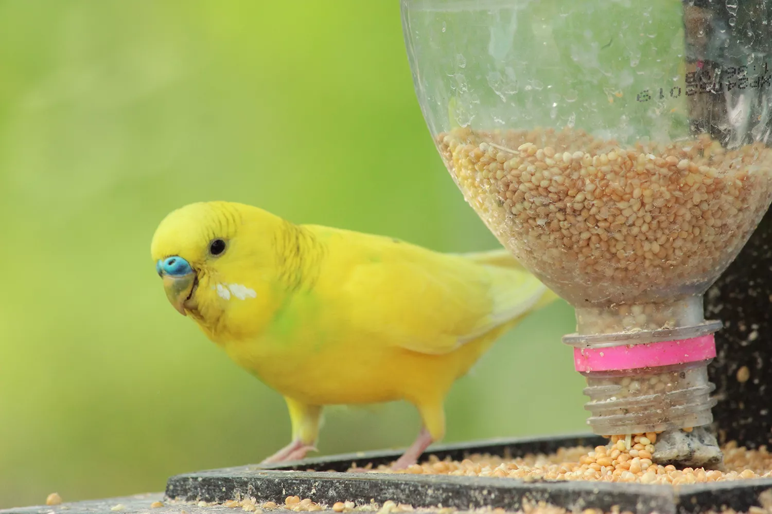 Close-Up Of Bird Perching Bird Feeder