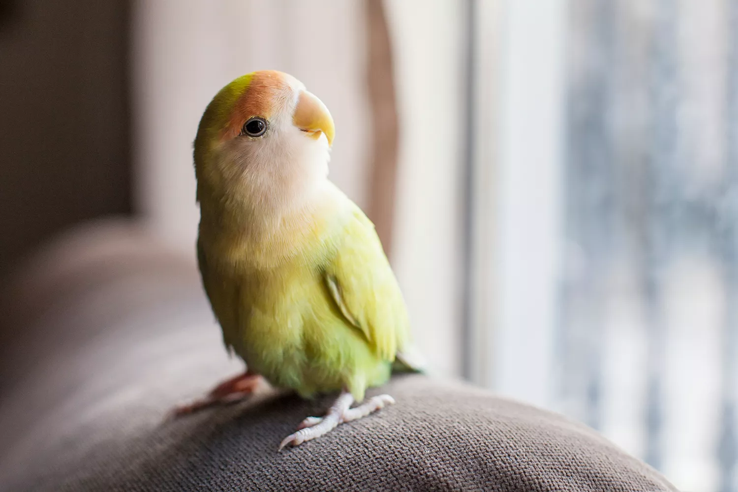Parrot staring out the window