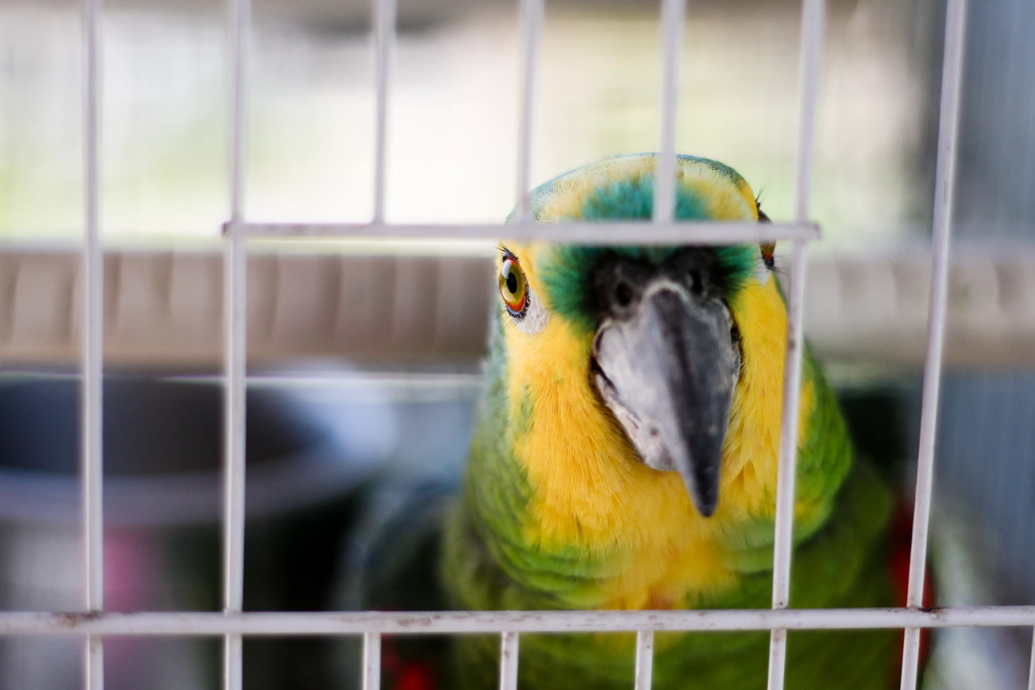 Amazon Parrot