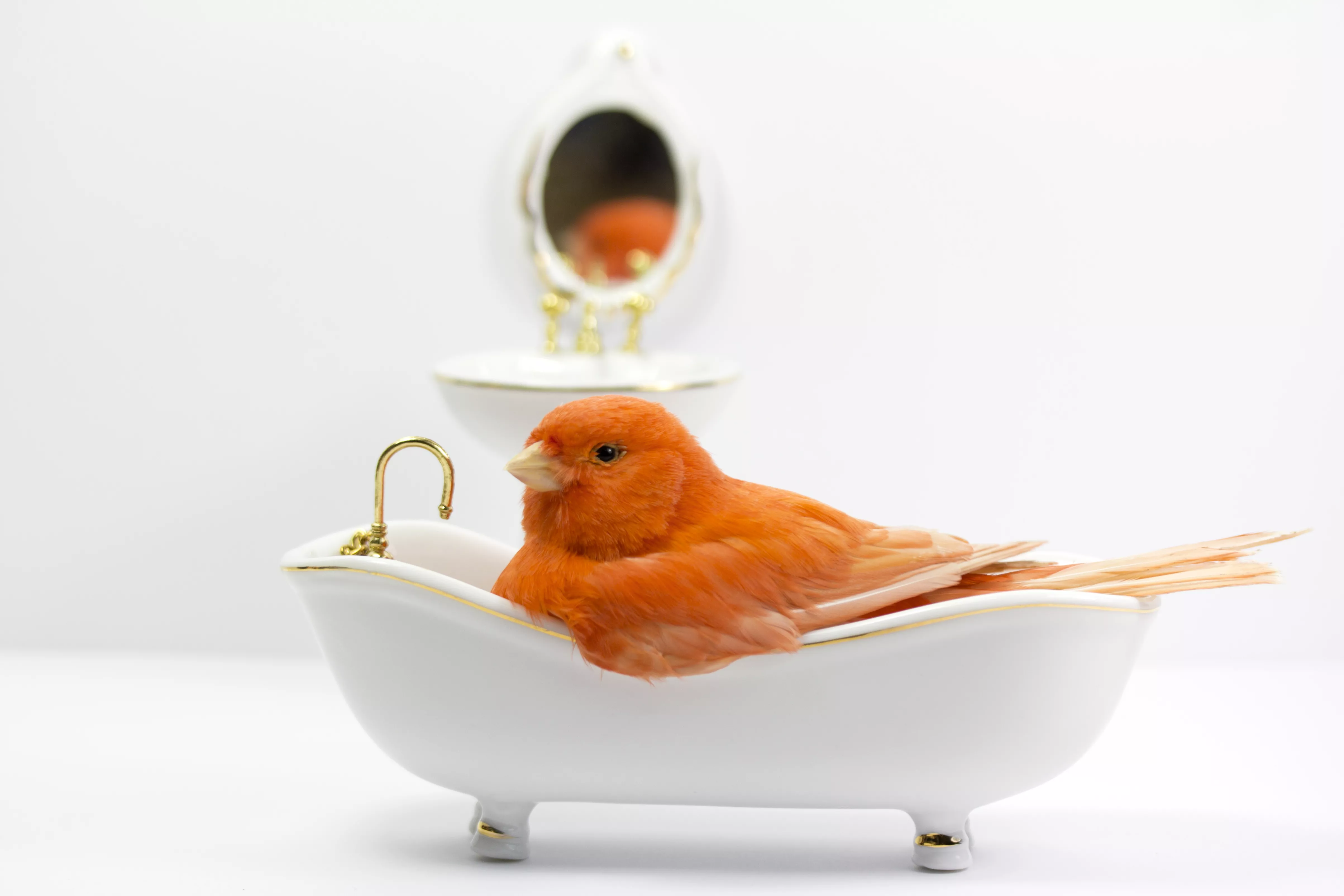 Happy Bird