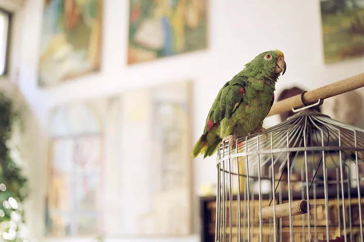 Parrot standing outside a cage.