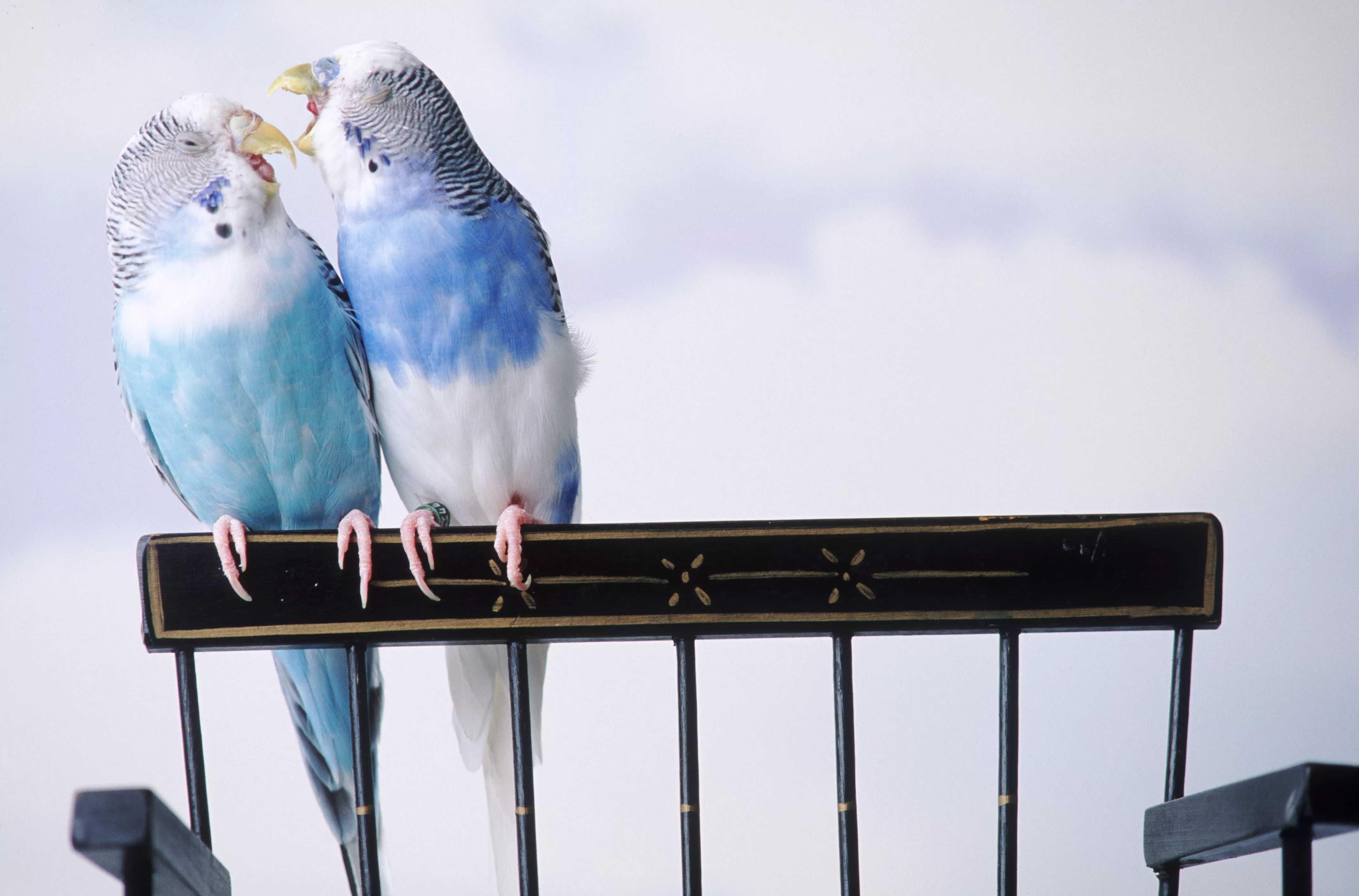 Two cantankerous parakeets squawking on top of a chair.